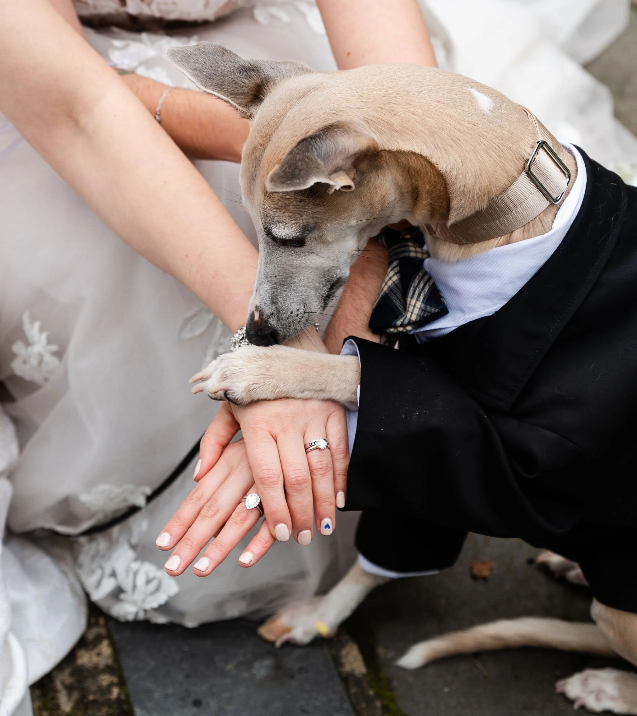 CarlaJessWedding_27June2026_Montsalvat-LeondaByTheYarra_NikkiRussianPhotography_SneakPeeks-62.jpg
