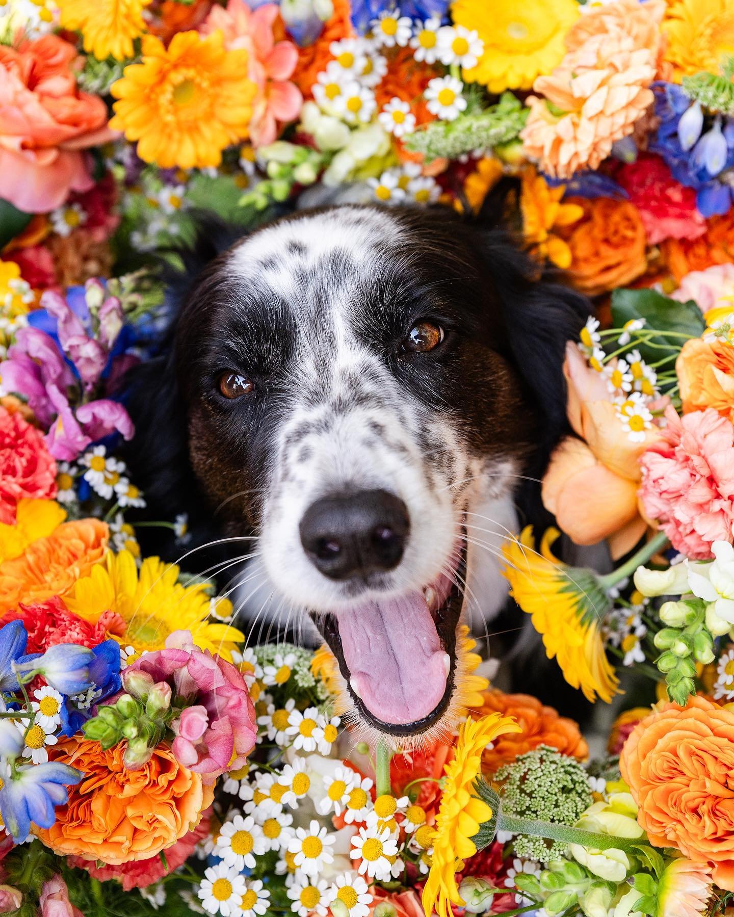 Beau, the goodest sweetest boy 🥹 Props to the bride Chrissy for wanting to get these shots!! 
8 bright and beautiful bouquets by @cl__flowers 💐