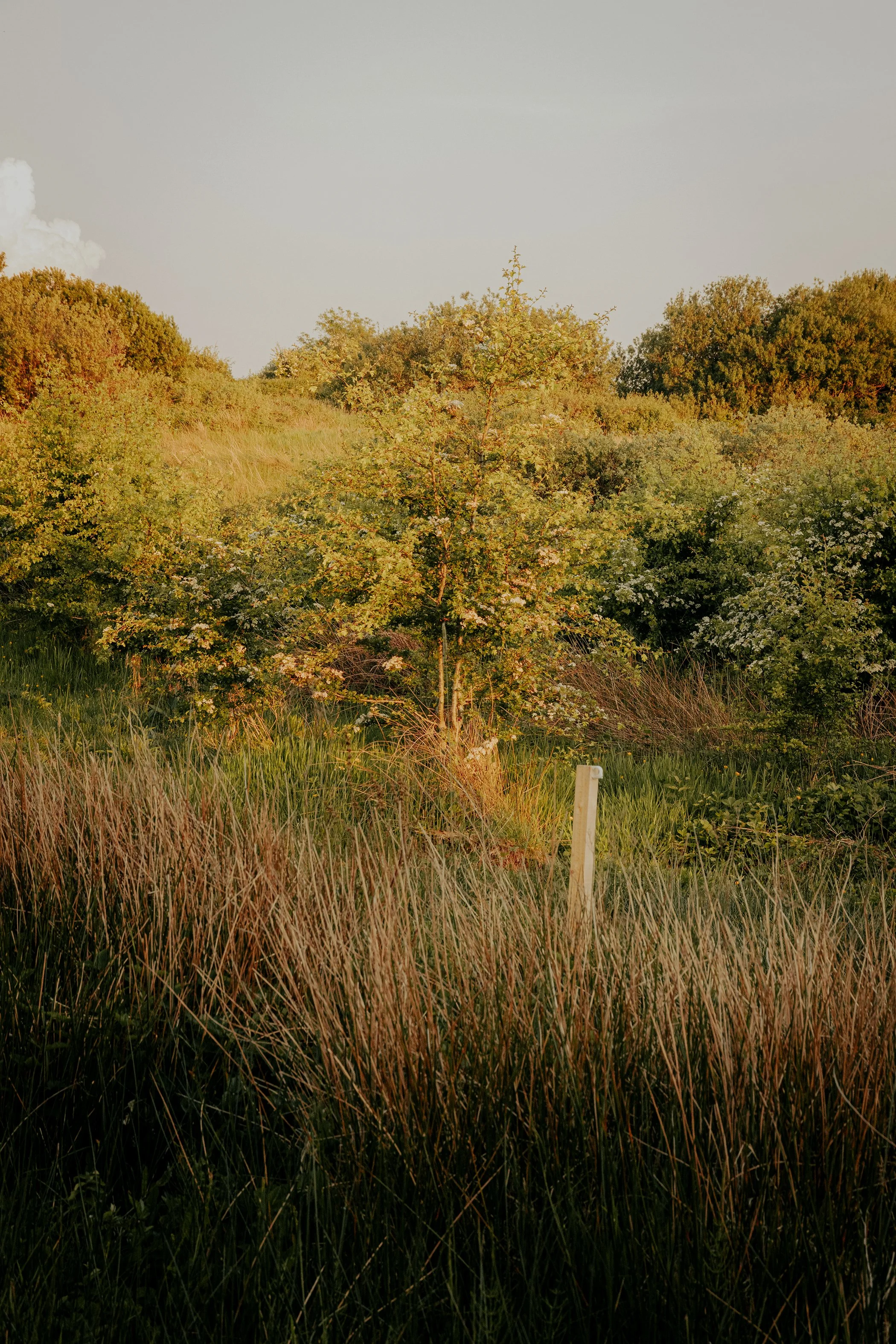 7E7A3566_ps_rsd.jpg