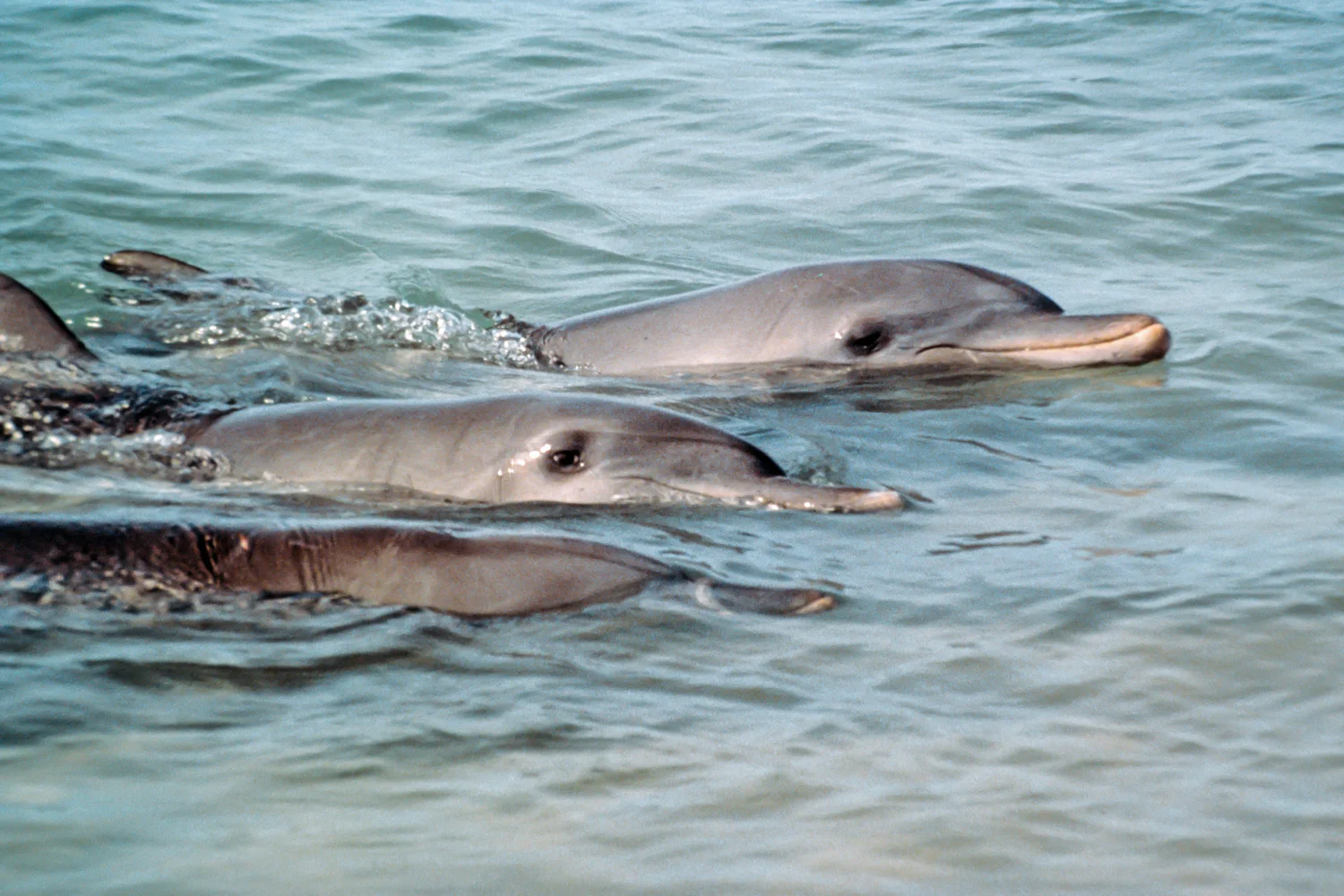 Contact — The Dolphin Alliance Project