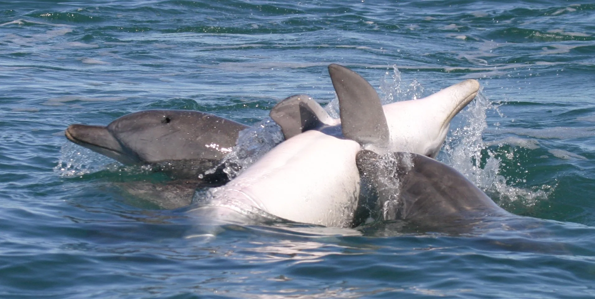 Socializing dolphins.JPG