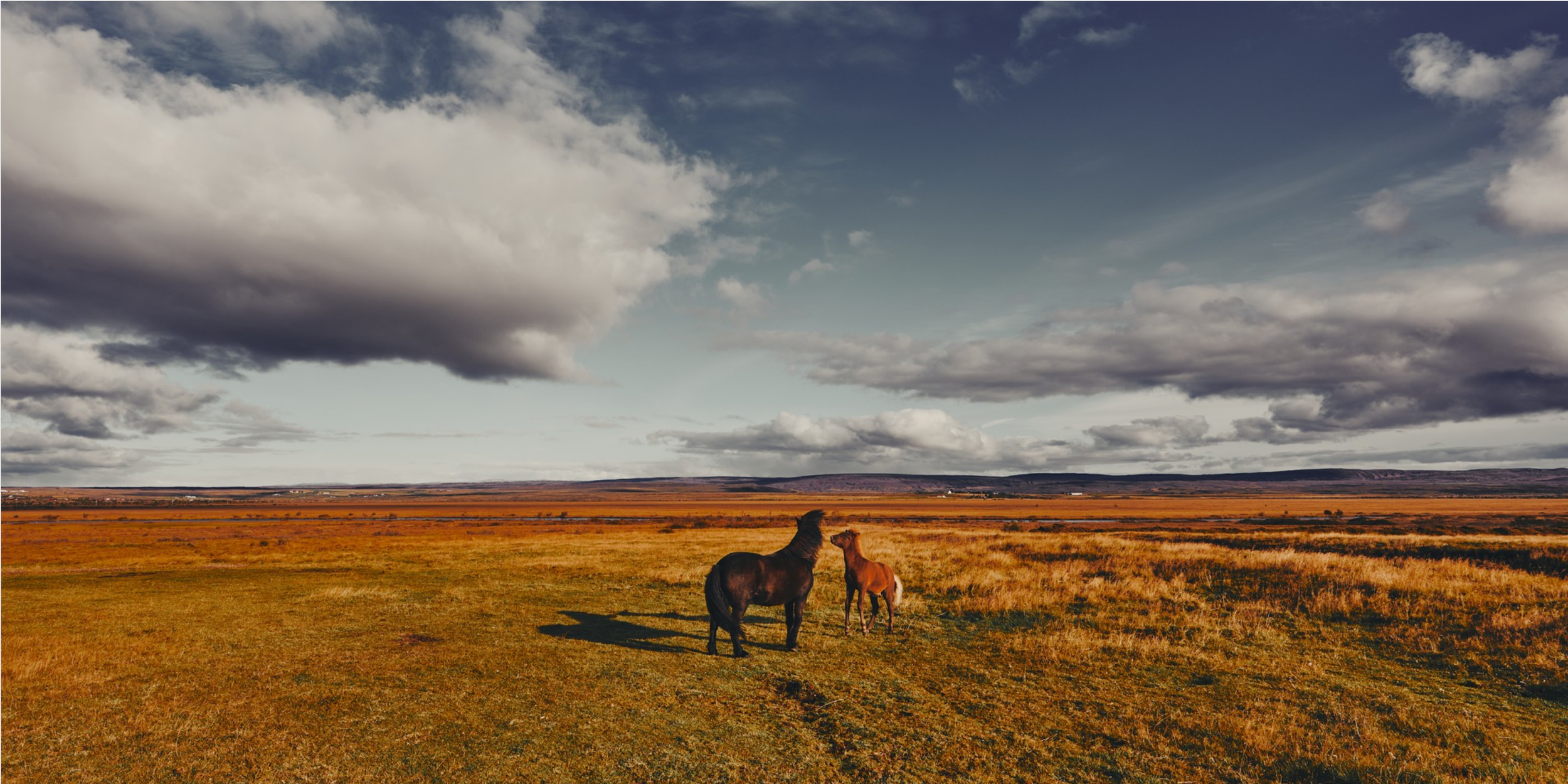 Icelandic Horses Preview.png