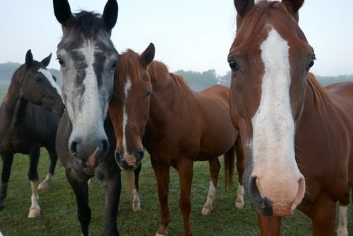 Facility Photos — LLL Ranch | Horse Boarding Near Franklin TN