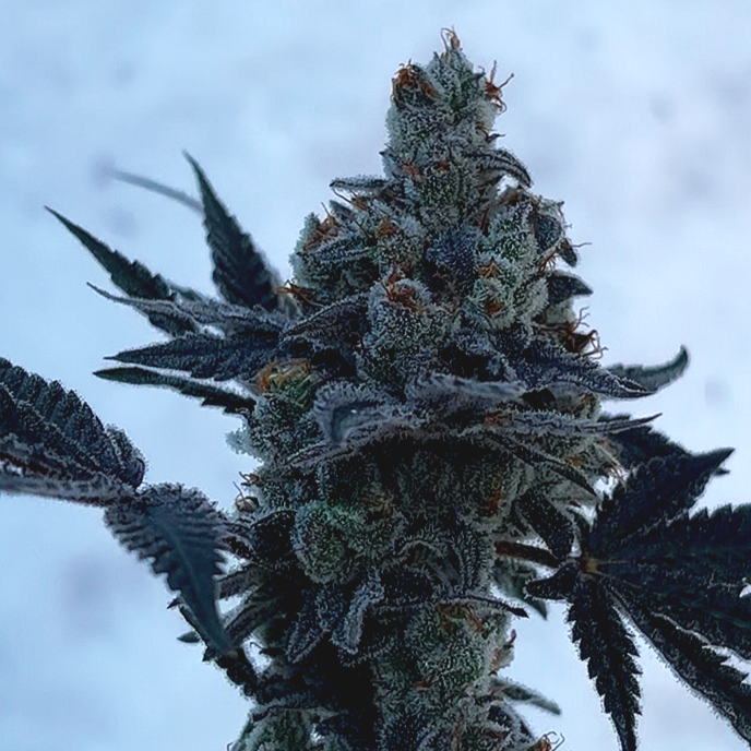 Project BlackBird Regular Seeds (12 Pack) Only available in Canada