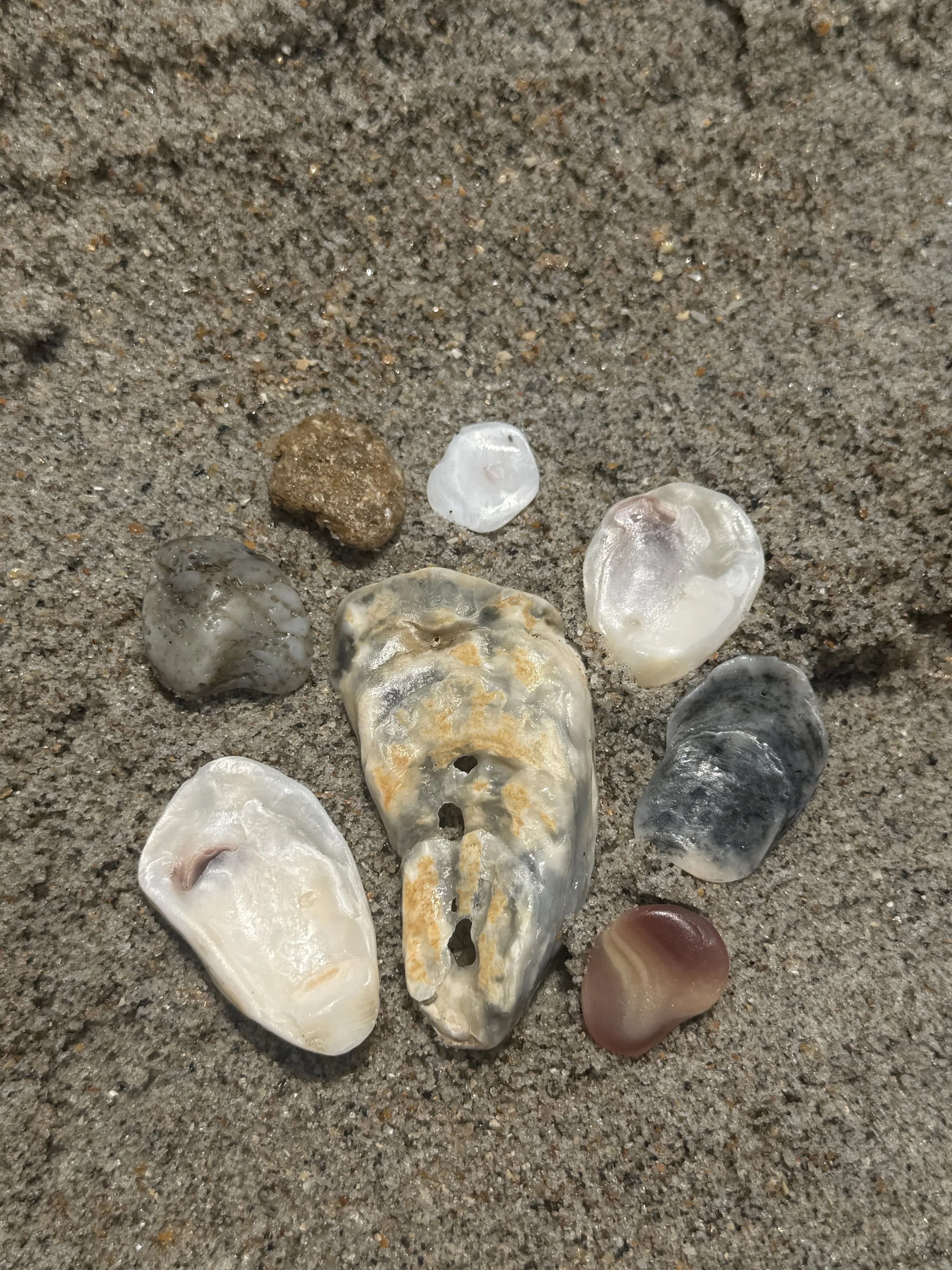 Collected shells, Wrightsville Beach
