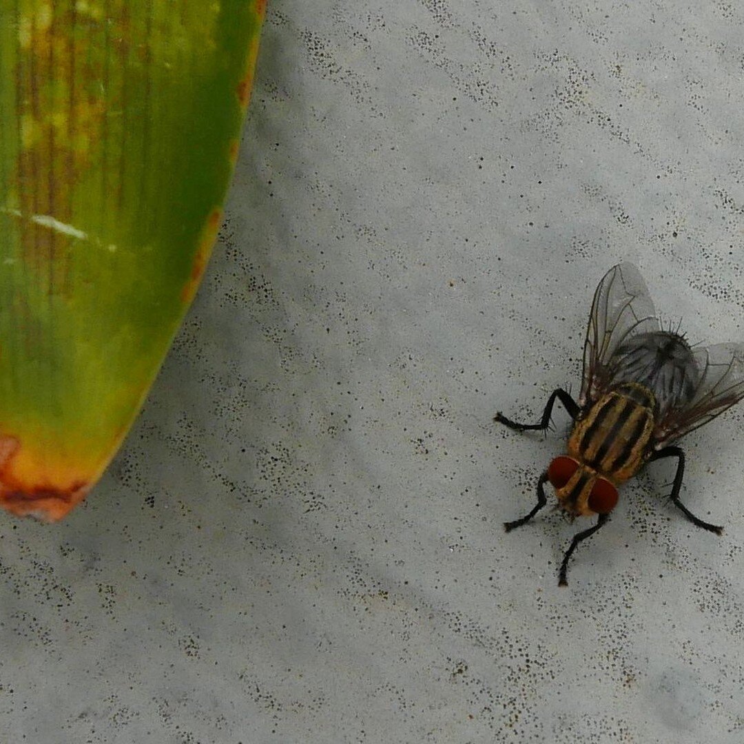 The fly and the agapanthus leaf. Lengthwise stripes are so slimming. 
#naturepatterns #patternsinnature #beautyofnature #macrophotography #macromood #untouchednature #realisbetter #lordoftheflies #natureasart