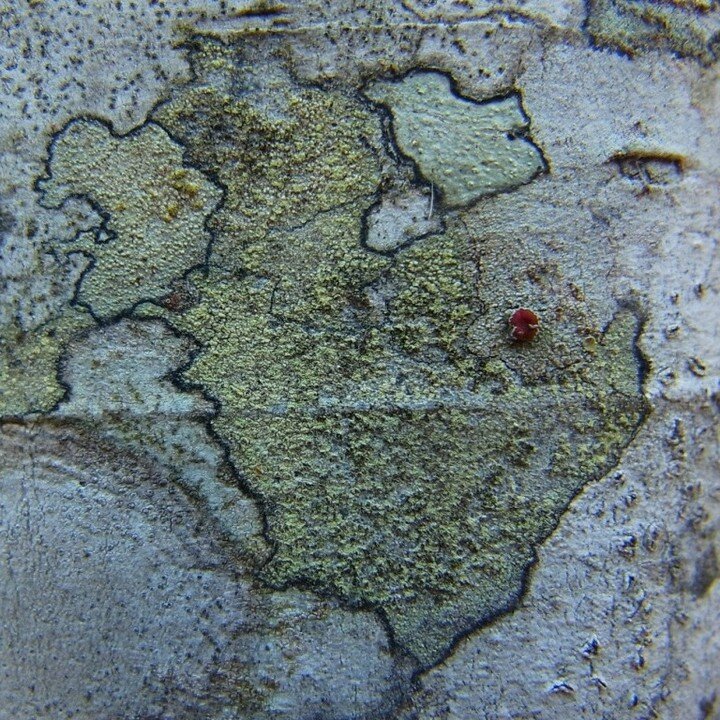 Lichen map
#worldofnature #naturalworld #lichen #lichens #natureasart #magnificentinsignificants
