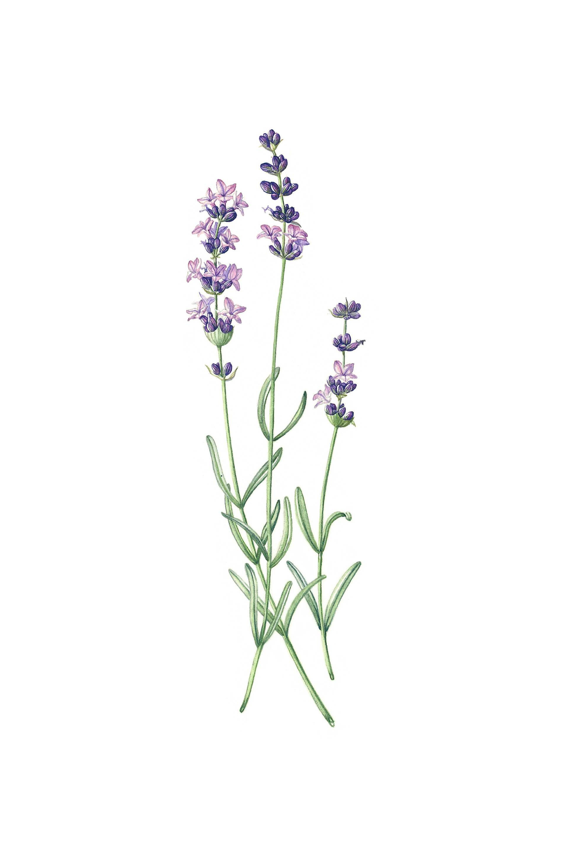 Original botanical watercolour painting of a lavender sprig, painted in watercolour by Helen Cousins.