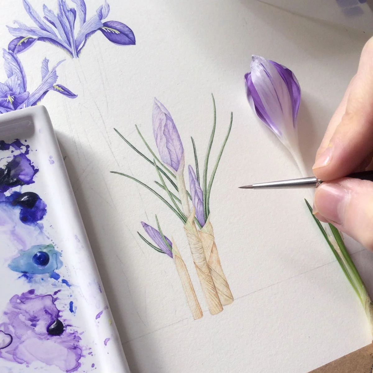 Helen Cousins painting a botanical watercolour study of a purple iris.