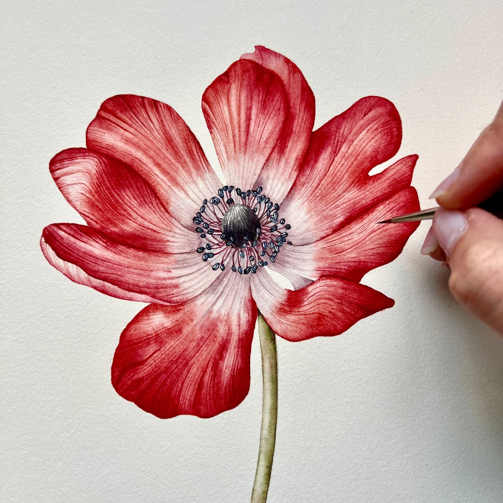 Watercolour botanical illustration of a red anemone flower being painted with a fine brush, used to represent botanical illustration courses.