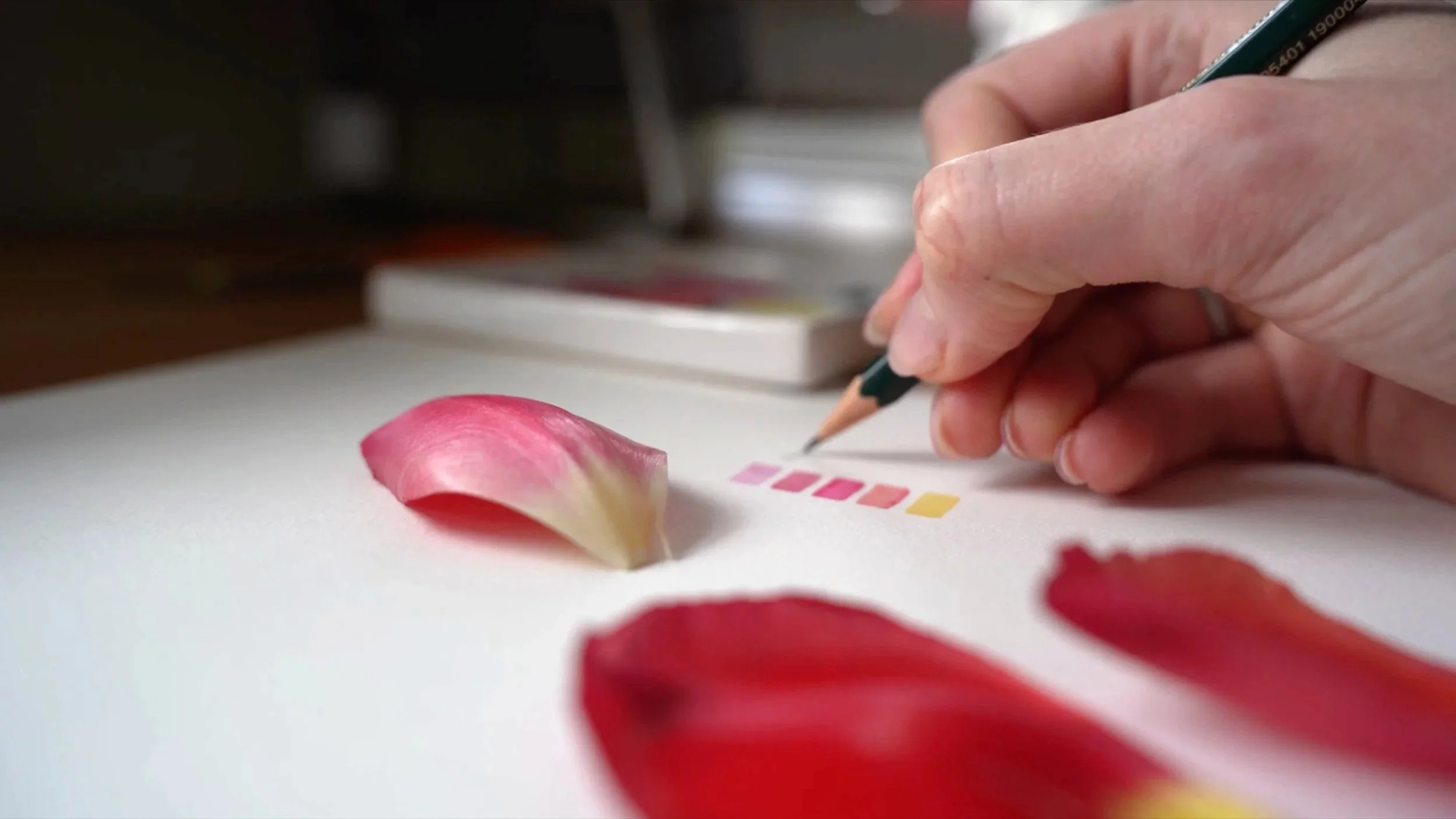 Studying colour from a flower petal to create a botanical watercolour palette.