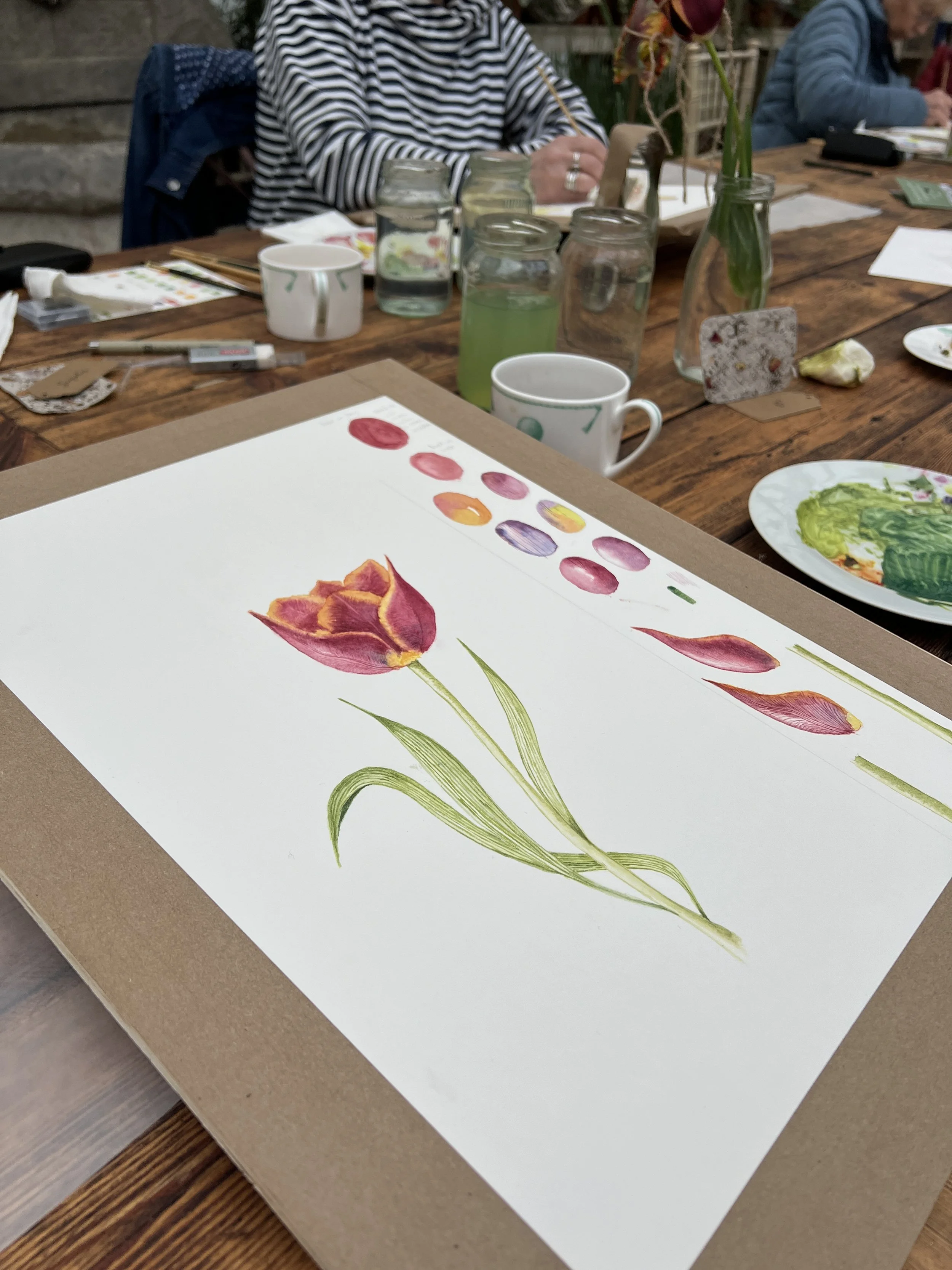 Botanical art tulip painting created during Fundamentals of Botanical Art in-person workshop in England.
