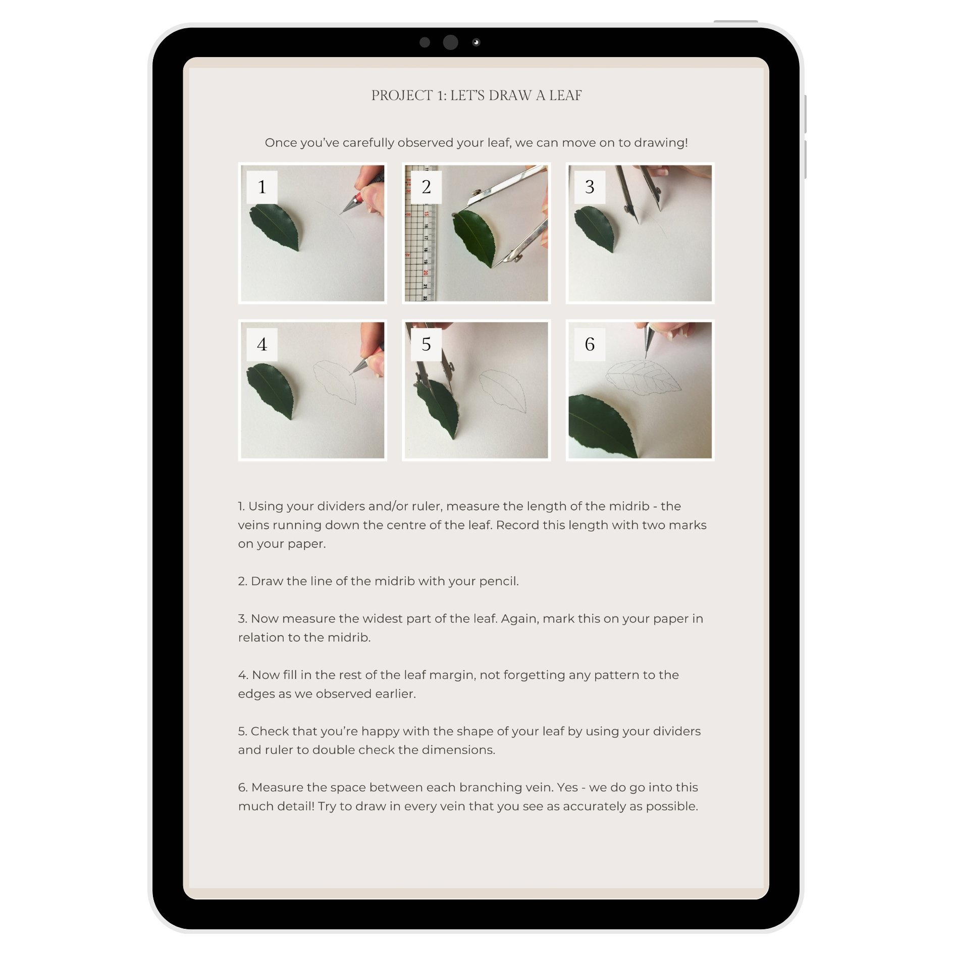 Step-by-step project showing how to observe and draw a leaf in the 'Let's Start Botanical Art' guide.