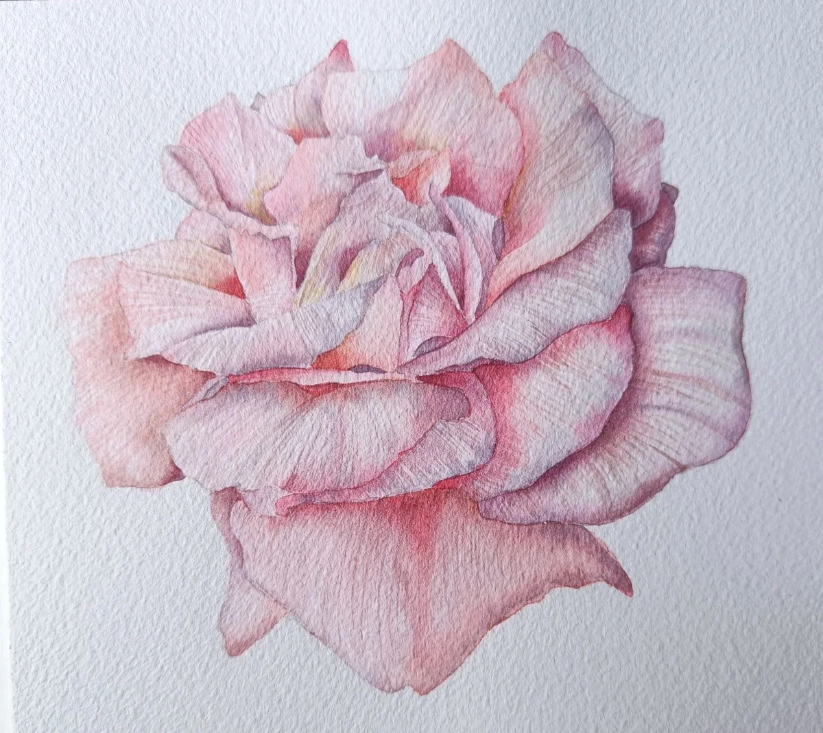 Student watercolour painting of a rose created while learning botanical illustration.