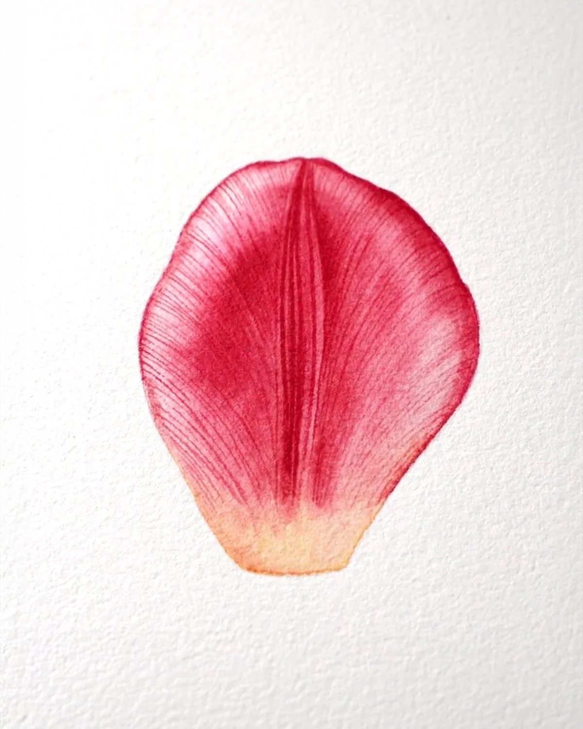 Watercolour painting of a tulip petal, the final project from the Fundamentals of Watercolour course.