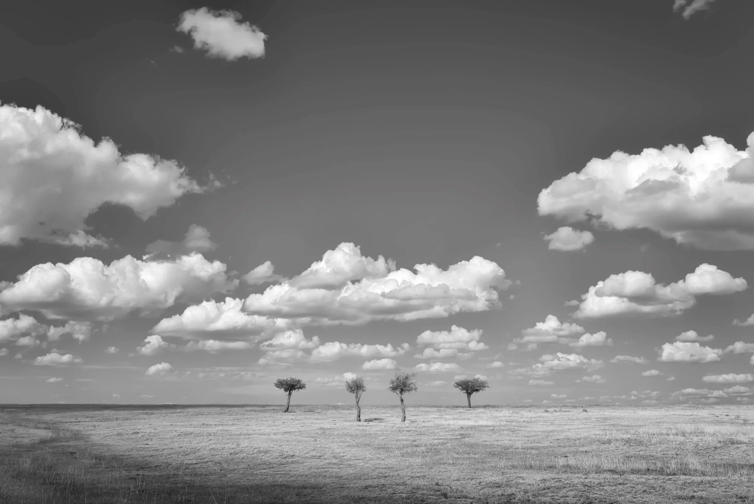 four+trees+print+final.jpg