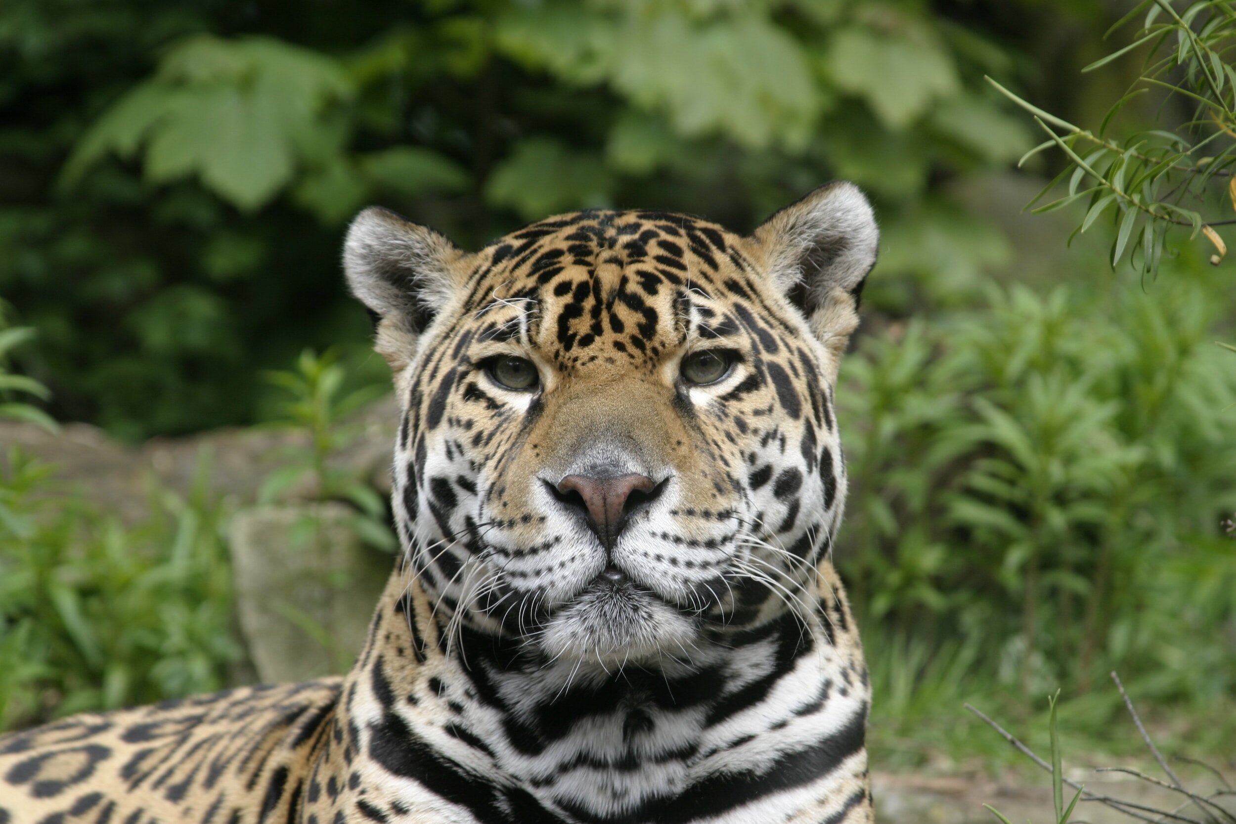 Jaguar Magic & Mother Earth Love: The Ix Trecena