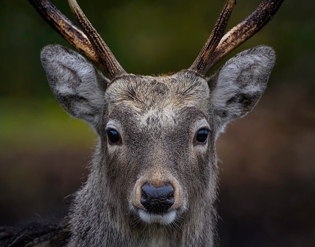 Happy New Deer: The Kej Trecena