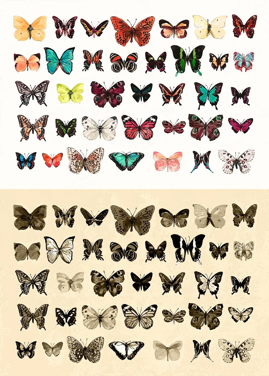 1.(«’∫ª)Butterfly 1,2.jpg
