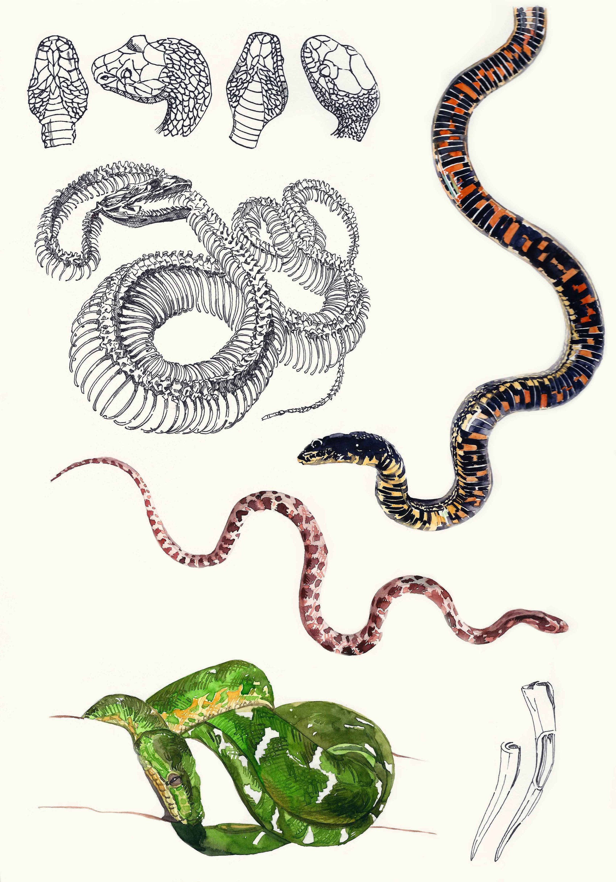 7.Snake.jpg