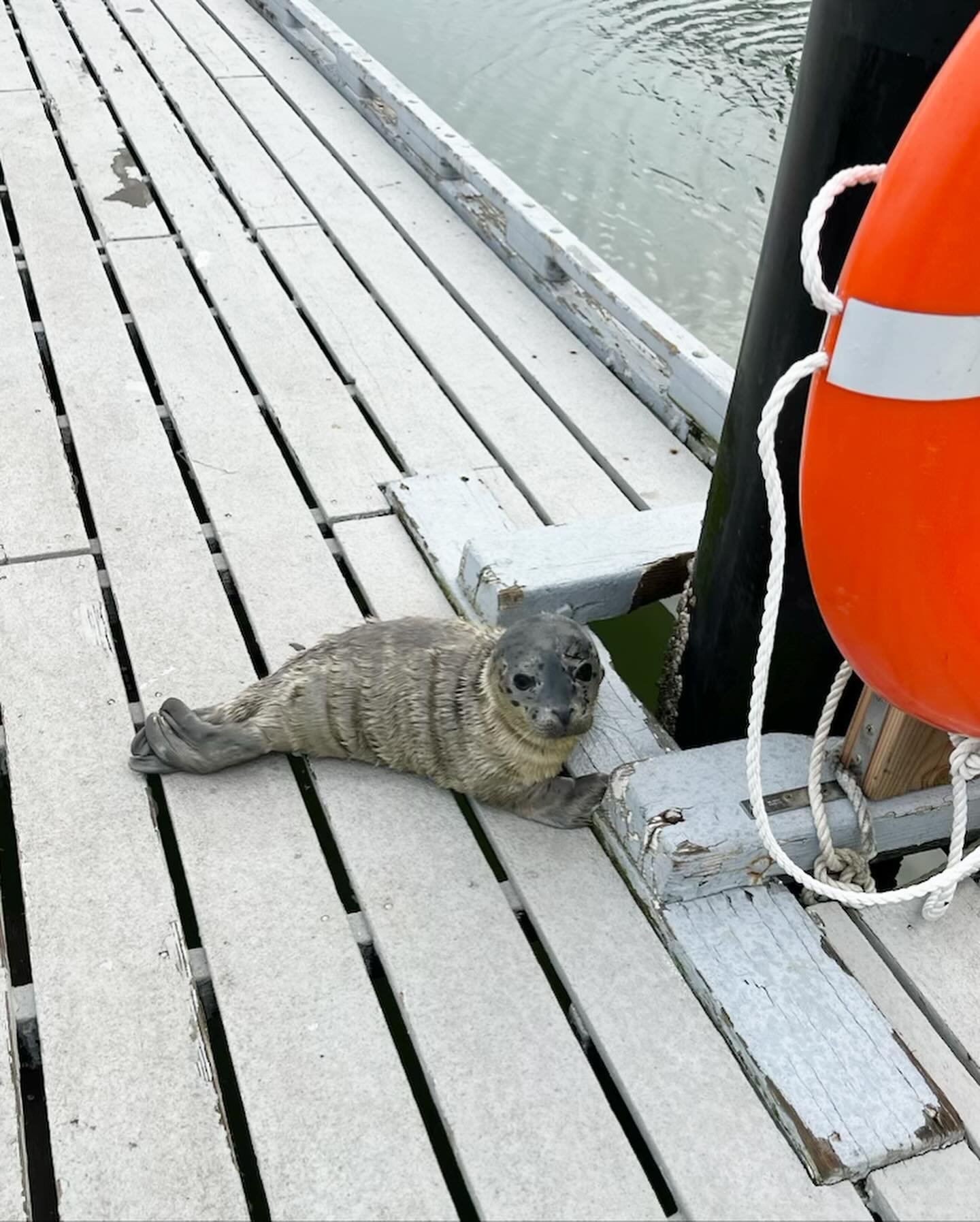 Meet the newest member of the boatyard, &ldquo;Spaulding&rdquo;! This harbor seal pup was rescued by one of our technicians on the dock last week. The lone pup was admitted to the Marine Mammal Science Center to have a check up and they named him Spa