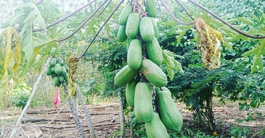 planted an orchard less than 2 years ago at our sacred lands in the Mayan Yucat&aacute;n . Now - Bountiful and delicious - grateful for the fellowship team caring in the fields!