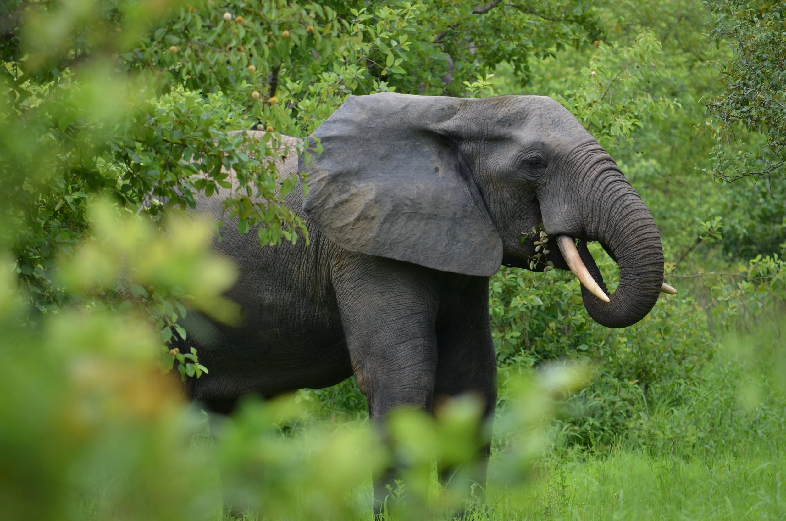 A Tourist s Guide To Ghana s Nature And Wildlife 5 Natural National 