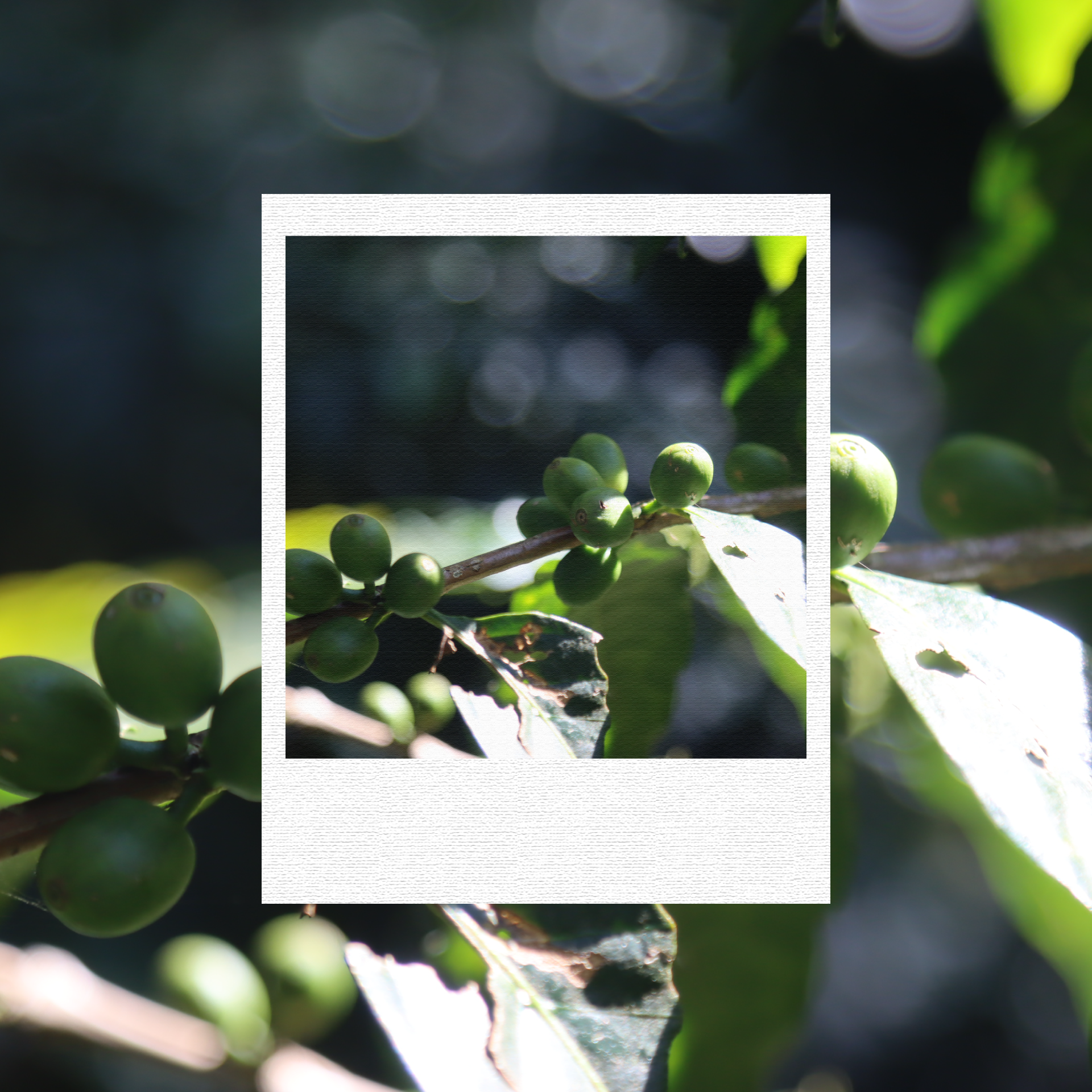 Coffee cherries growing at origin