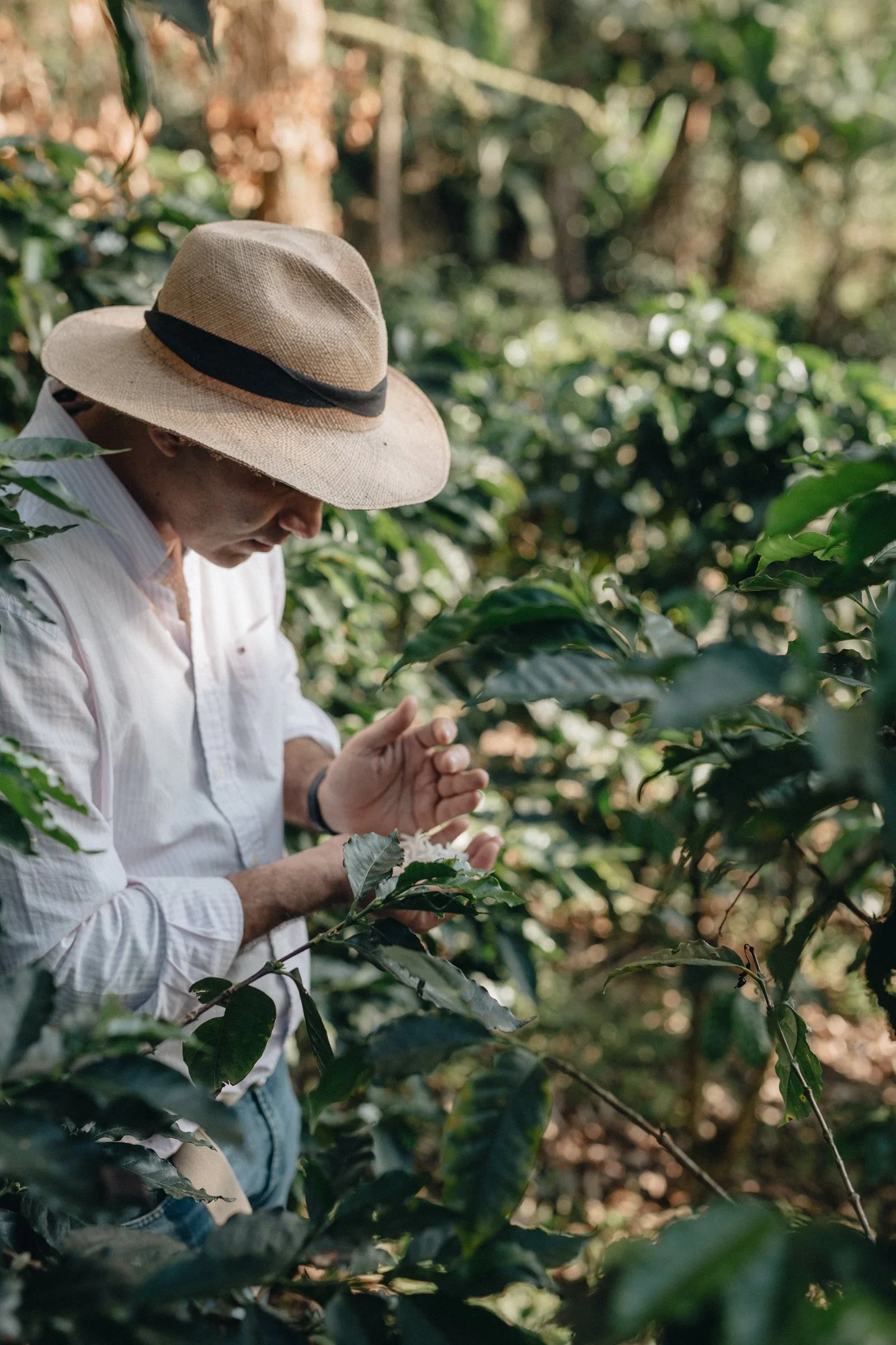 Coffee producer tending plants at origin