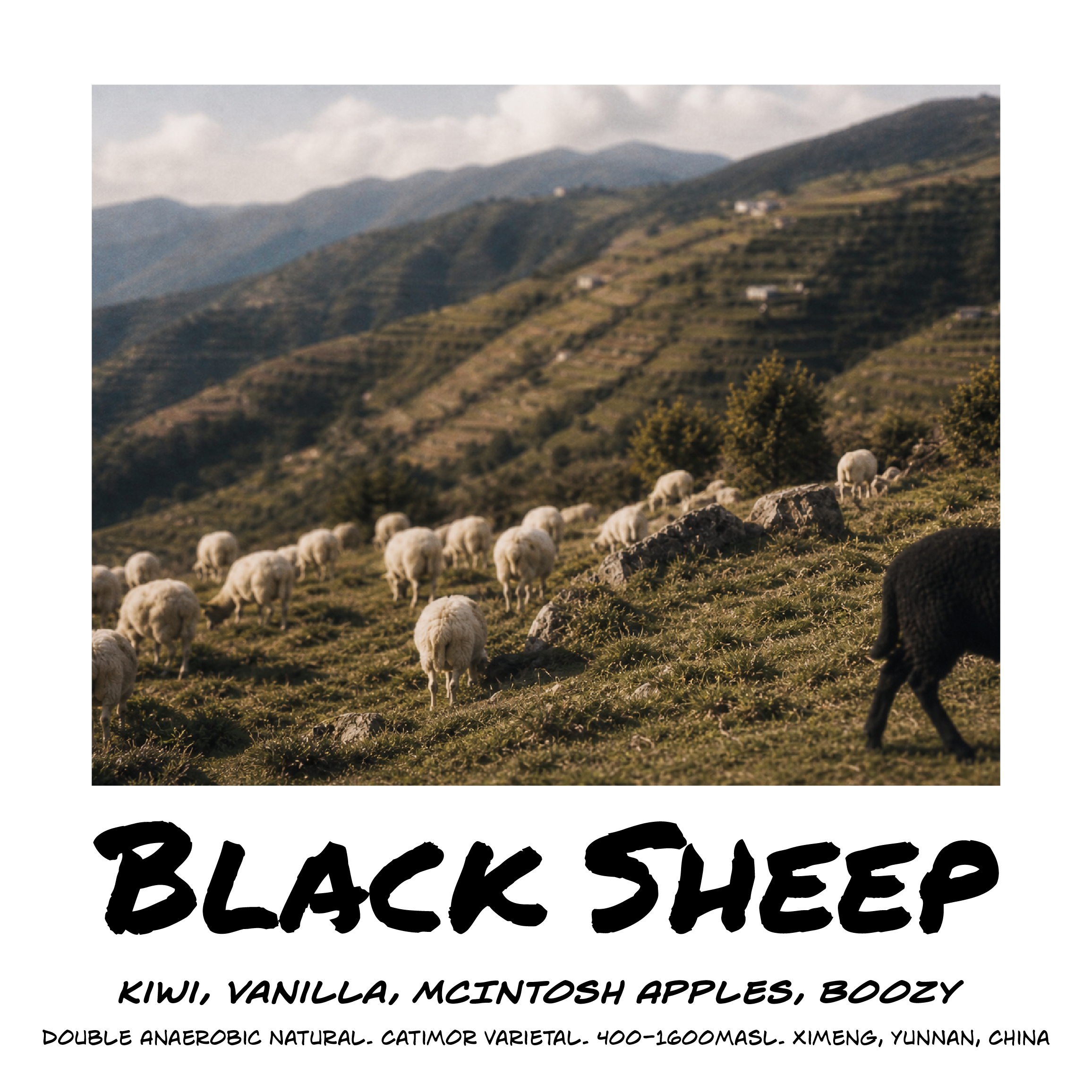 Black Sheep.png