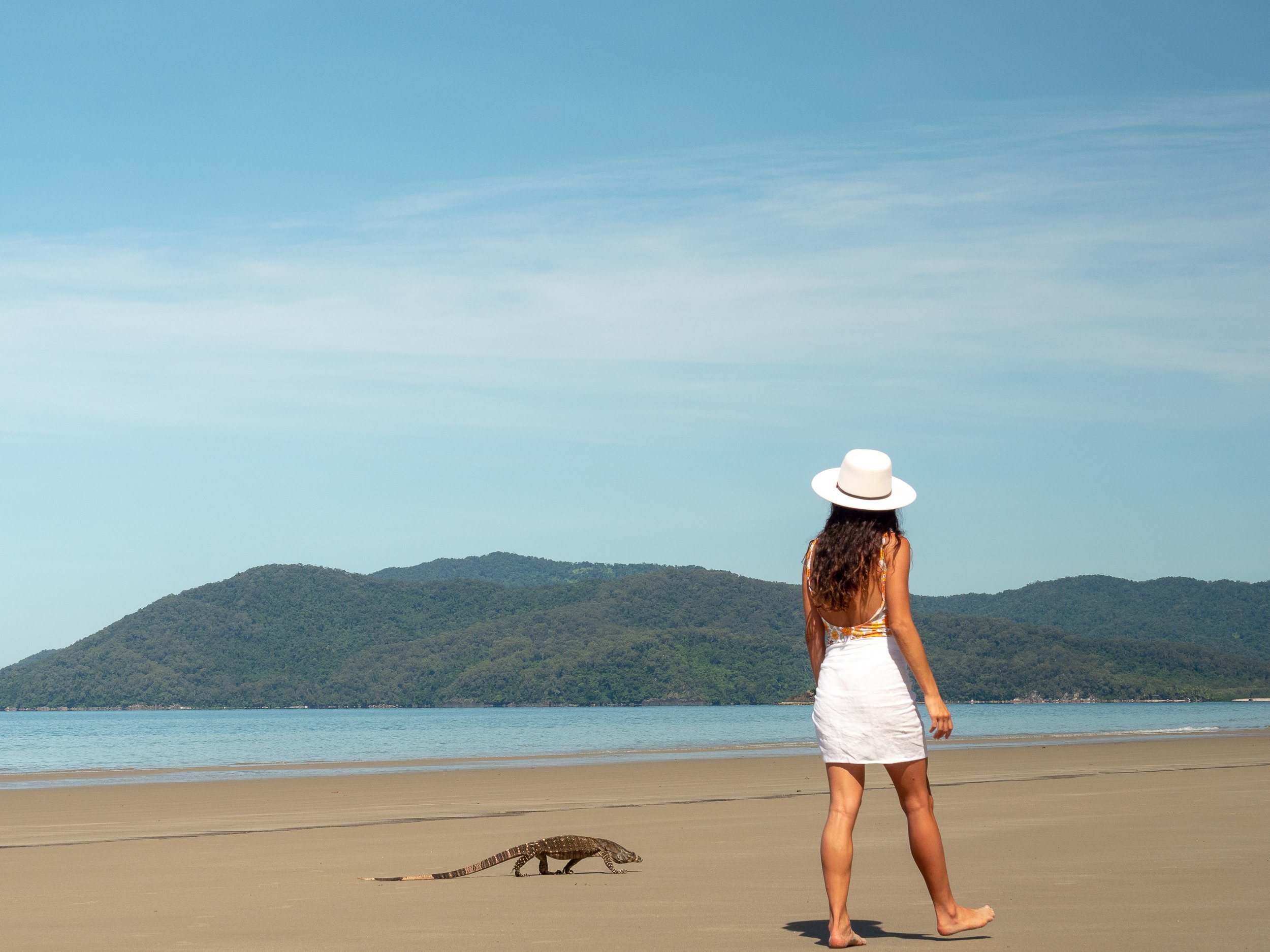 We were enjoying a morning stoll on Thornton Beach when we were joined by a friendly local gonna. The largest lizard in the Daintree rainforest is Gould's goanna (Varanus gouldii), Australia's most-common gonna.
Thornton Beach is located in the Dain