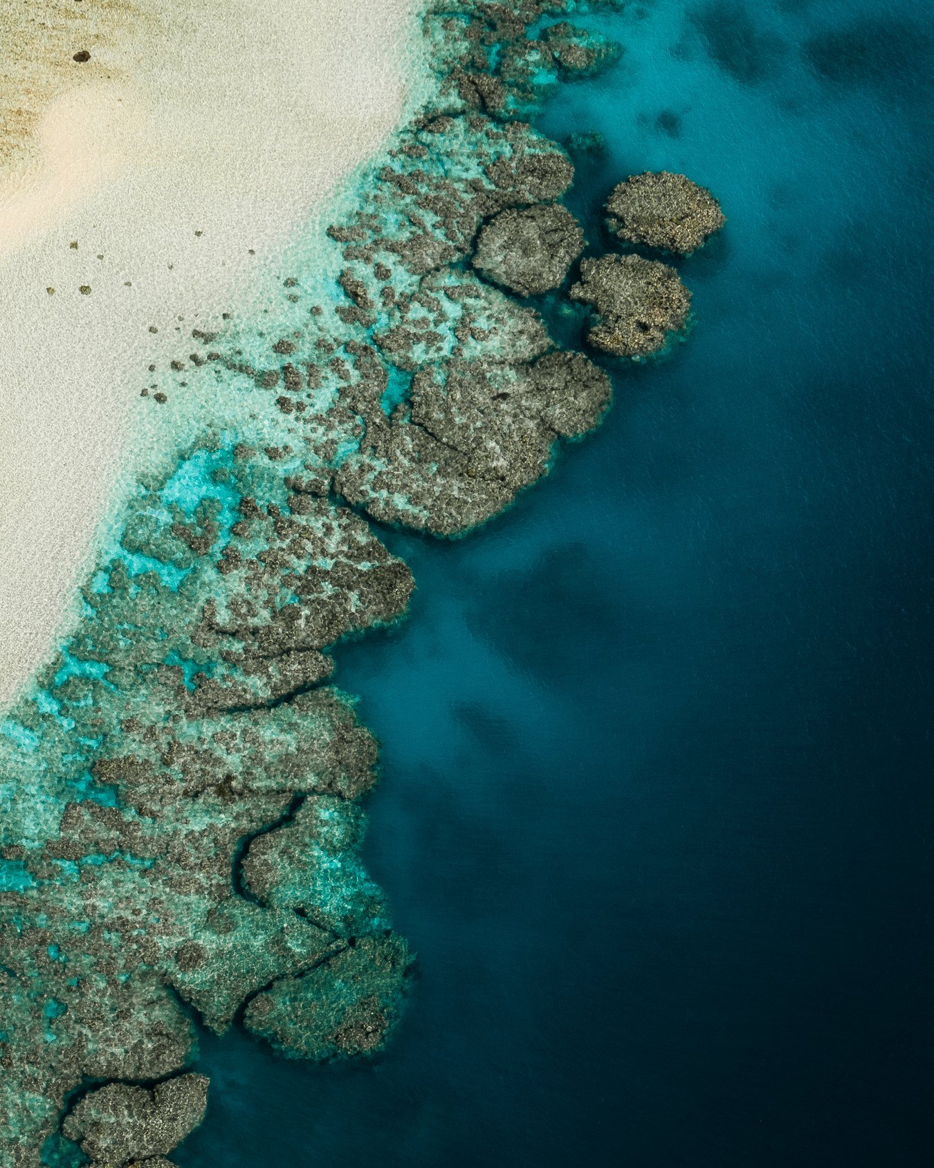 Amazing snorkelling and marine life beneath the water at Davies Reef on the Great Barrier Reef, Australia.