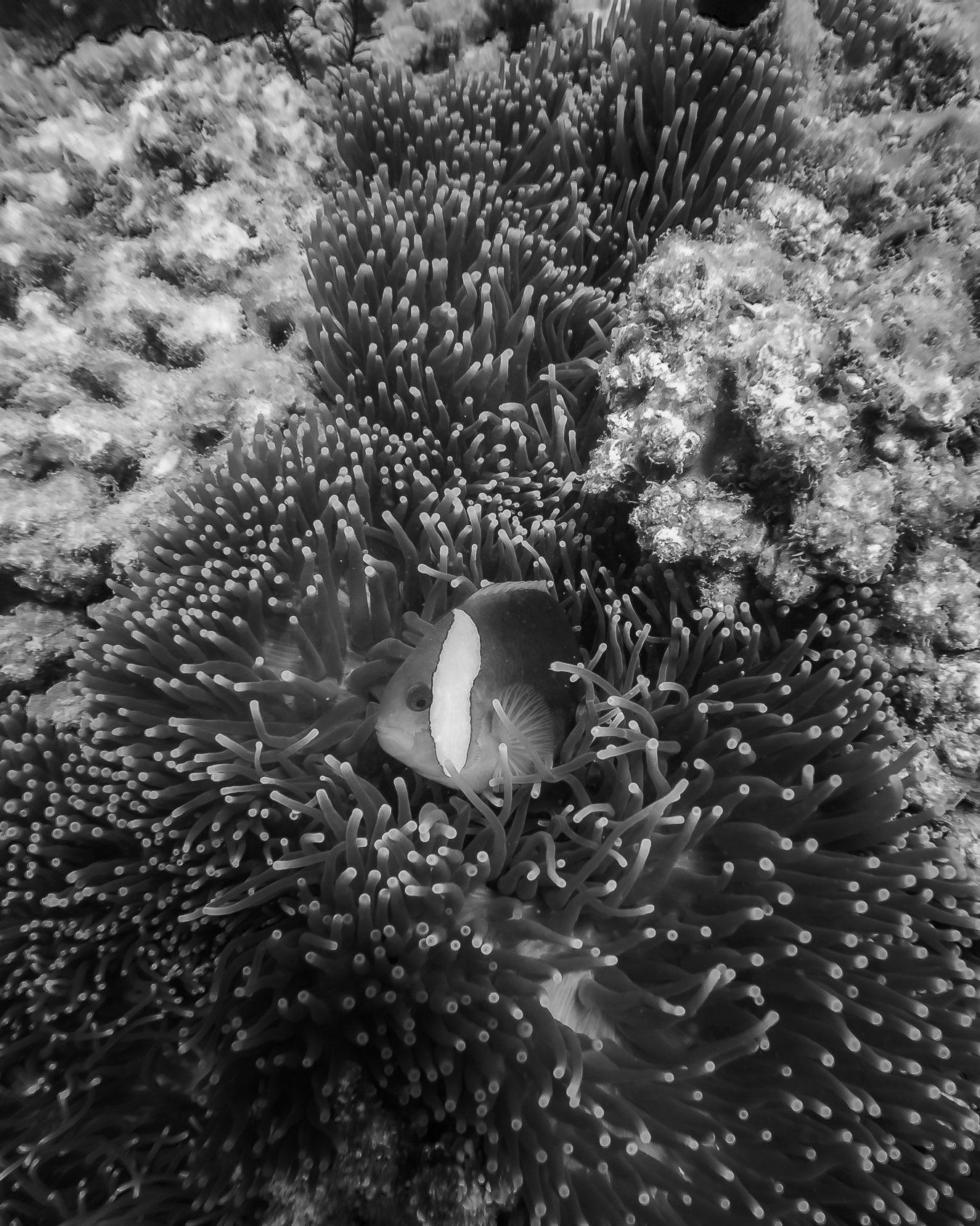 Curious Clownfish.
Clownfish or anemonefish are fishes are one of our favourite creatures that live under the sea. We can watch them for hours! These famous fishes have one of the most interesting symbiotic relationships with their anemone home.