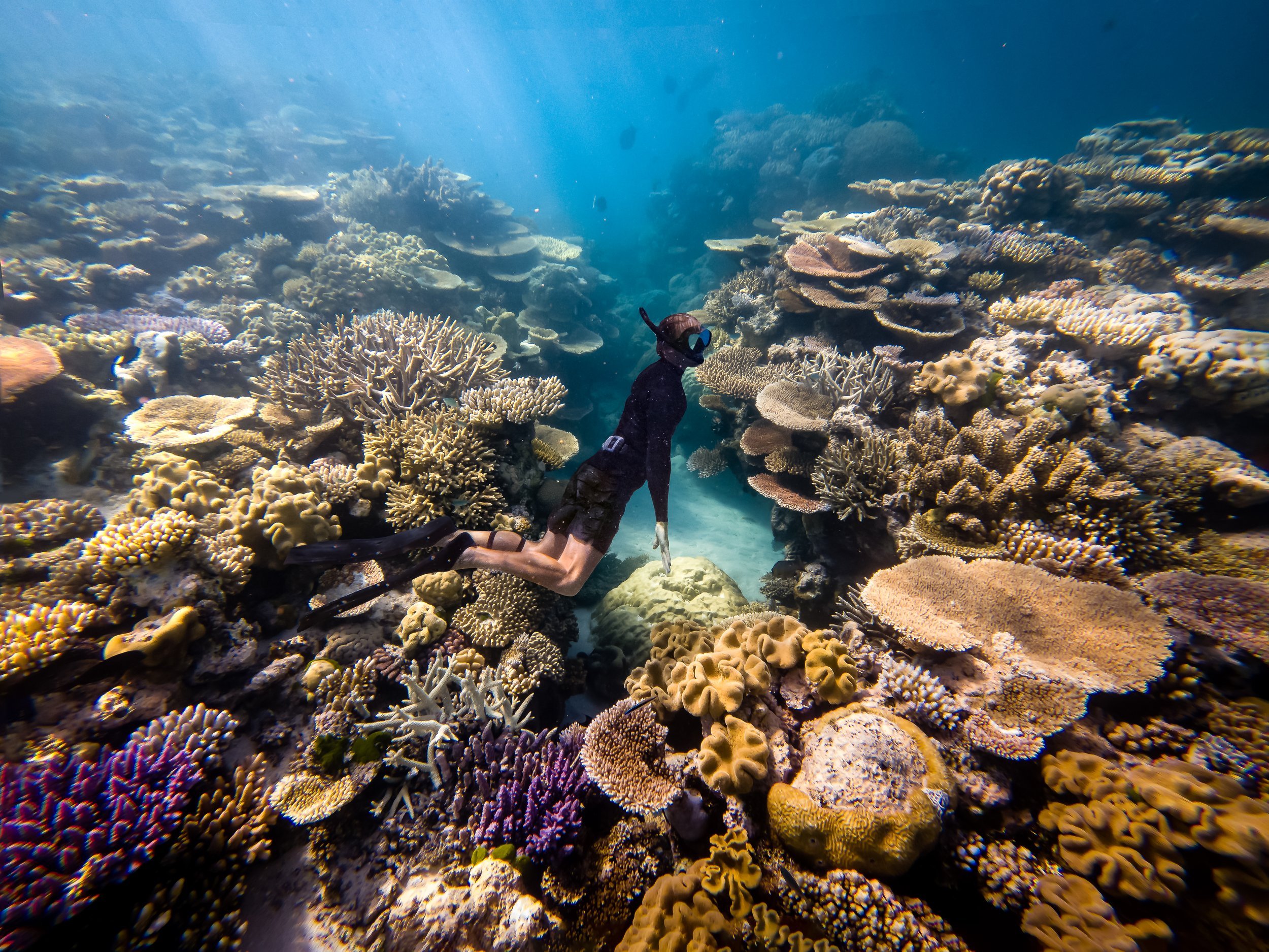 One of our favourite dive sites, the Pixie Gardens, is between Ribbon Reef #9 and #10. Due to its location, the Pixie Pinnacle has a lot of current and tidal movement, which feeds the enormous variety of life. This is one noisy reef, and a noisy reef
