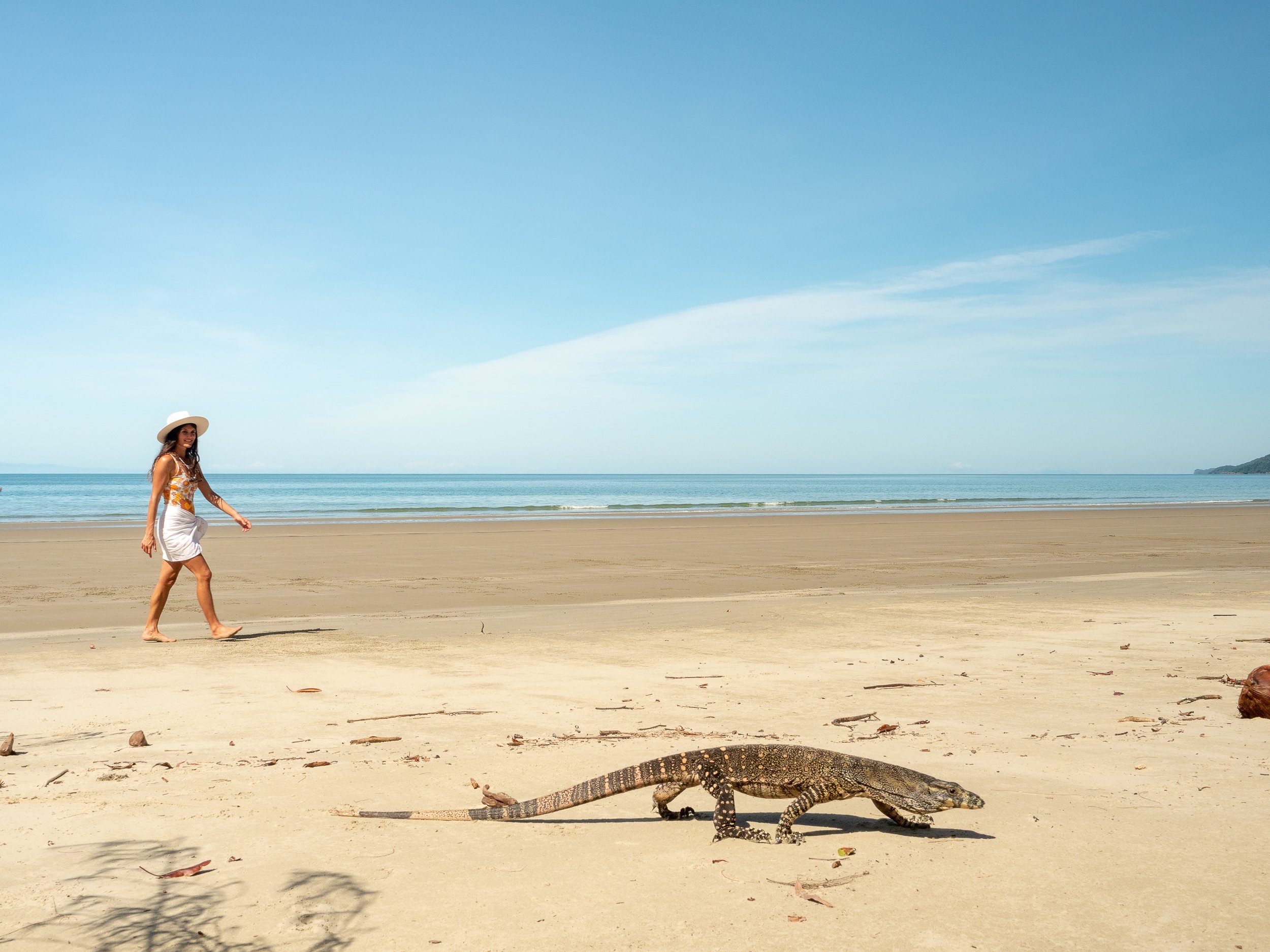 We were enjoying a morning stoll on Thornton Beach when we were joined by a friendly local gonna. The largest lizard in the Daintree rainforest is Gould's goanna (Varanus gouldii), Australia's most-common gonna.
Thornton Beach is located in the Dain