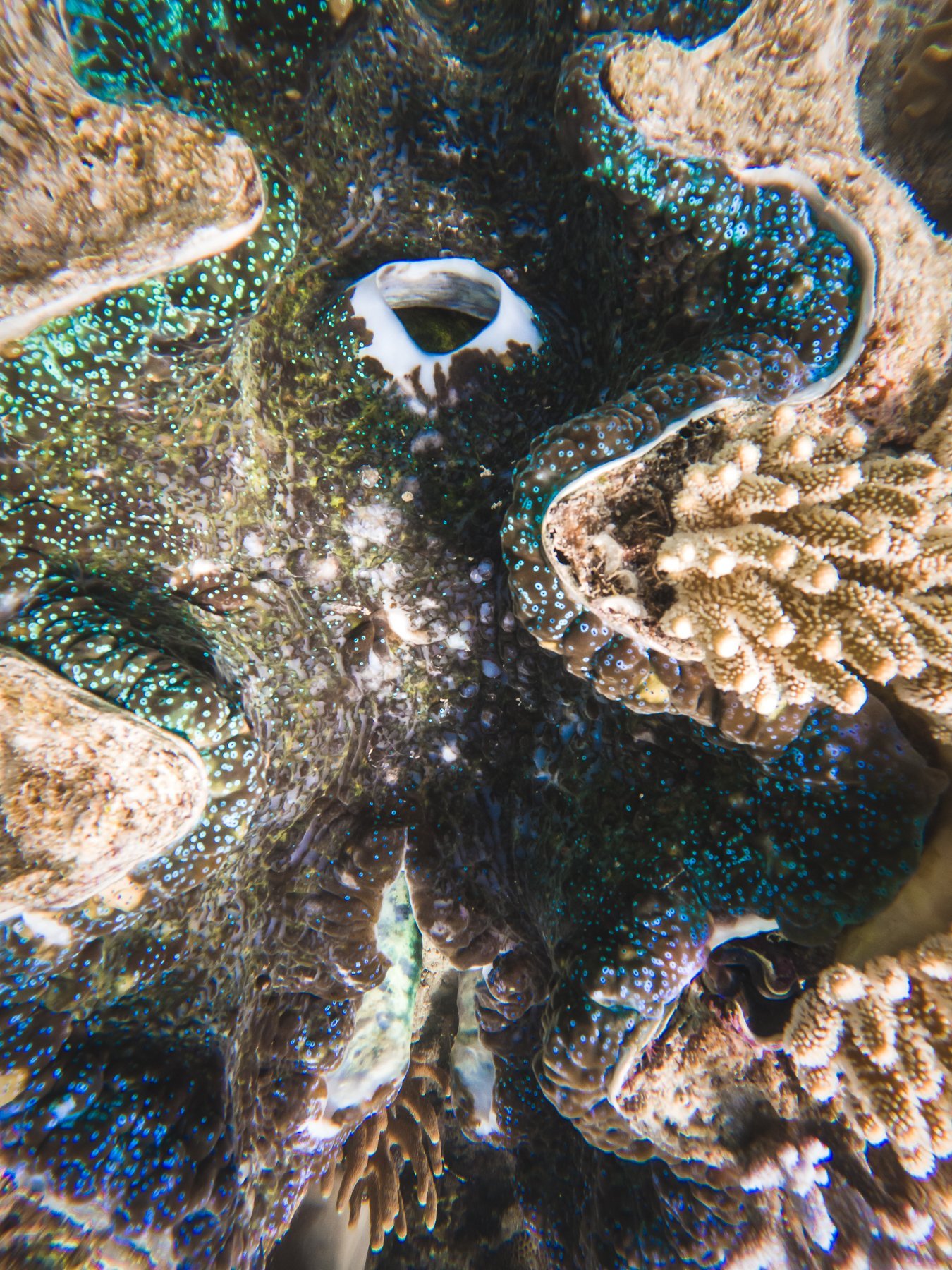 Giant Clams are the largest living bivalve mollusk. Looking at the patterns in them reminds us of the galaxy. Simply beautiful.
