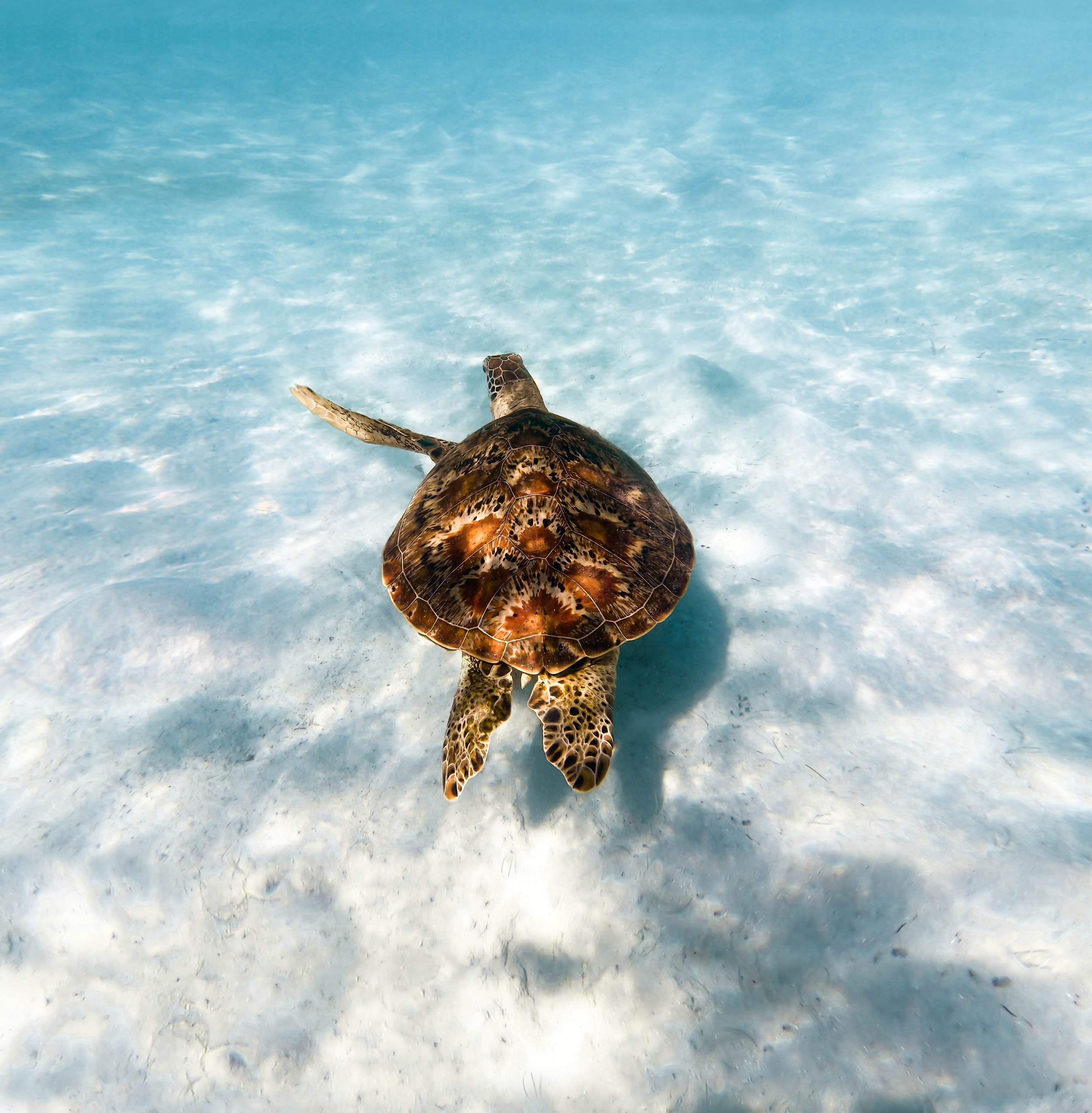 3 Flippered Turtle cruising the shallows at Coconut Beach on Lizard Island.