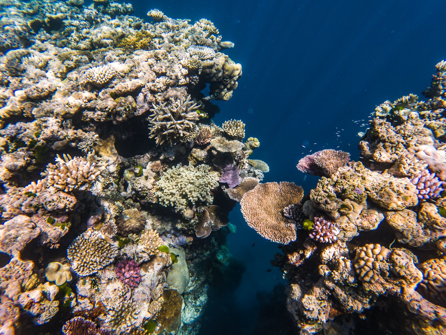 One of our favourite dive sites, the Pixie Gardens, is between Ribbon Reef #9 and #10. Due to its location, the Pixie Pinnacle has a lot of current and tidal movement, which feeds the enormous variety of life. This is one noisy reef, and a noisy reef