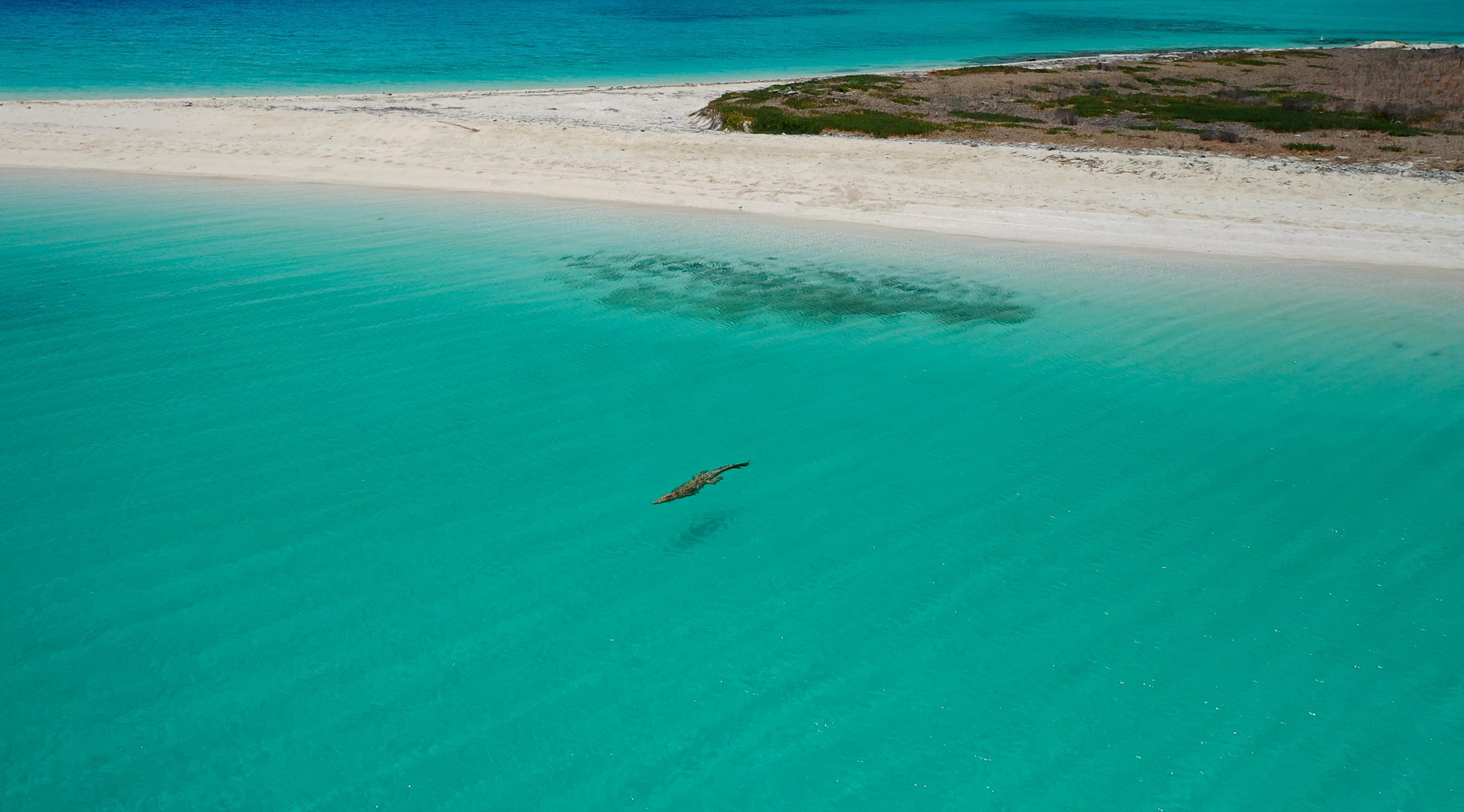 Crocodile on the Great Barrier Reef.
Beware that crocodiles can be living on the remote Great Barrier Reef sand cays. These guys have no problem going for an offshore swim!
