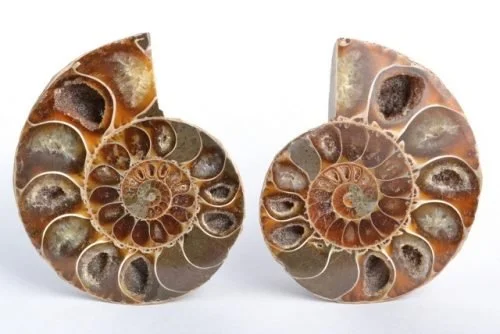 AMMONITE FOSSIL PAIR.jpg