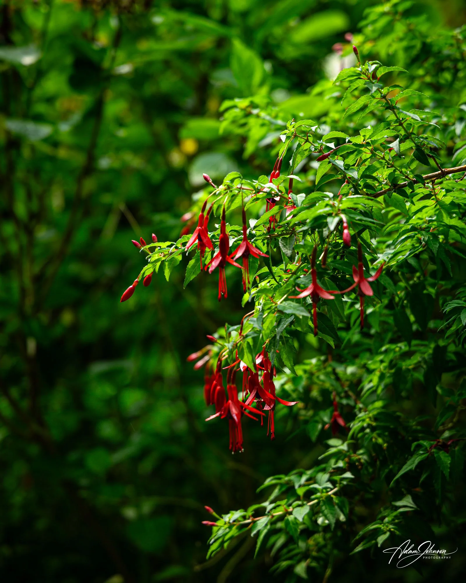 red_fuchsia_flower.jpg