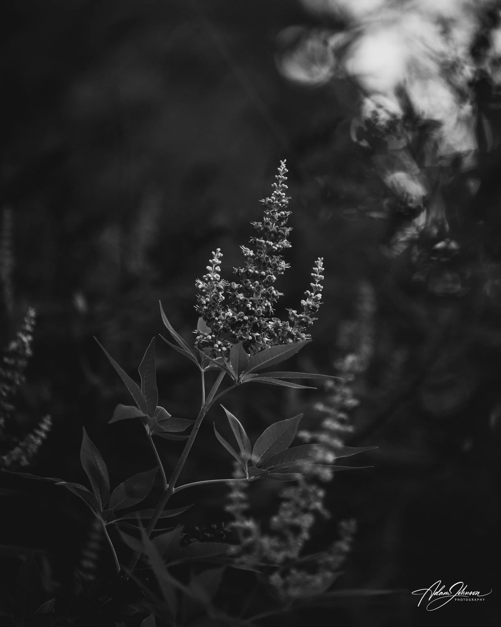 Flowers in Taylor Lake Village Seabrook Texas.jpg