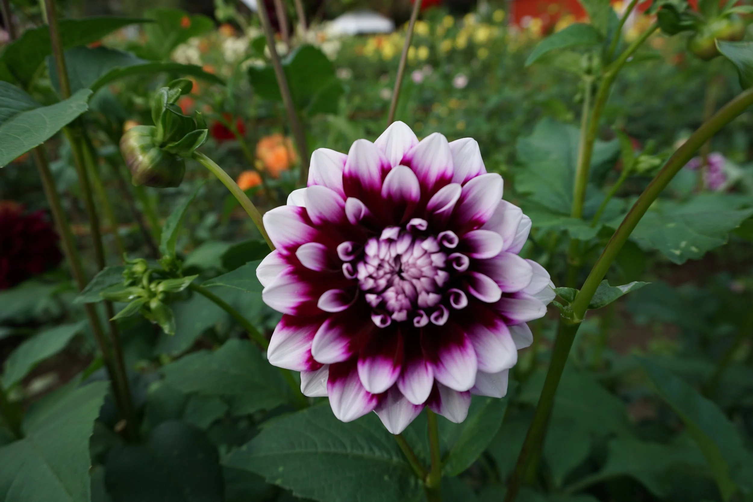 Tomo — Jamie's Dahlias and Flower Farm