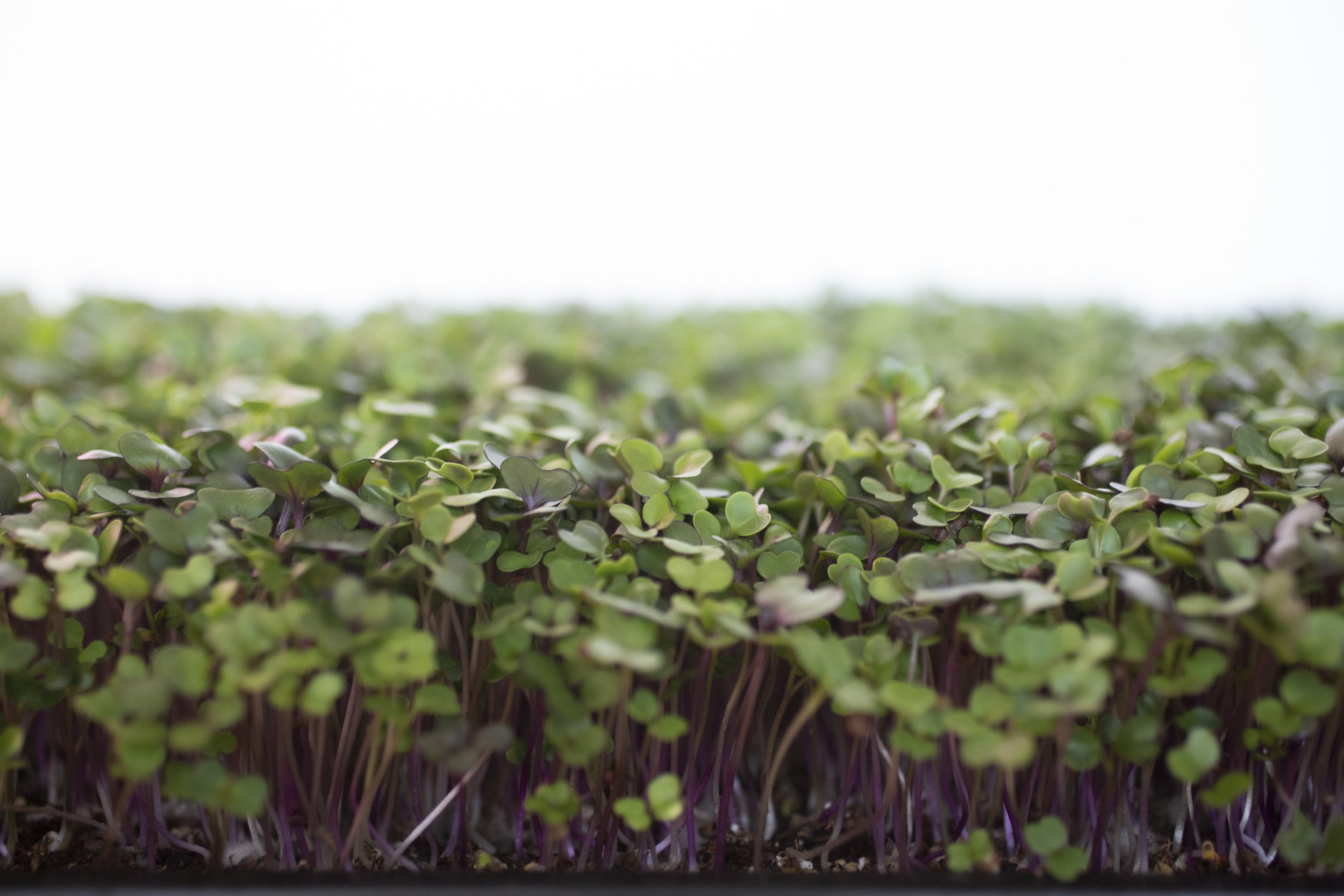 Micro Salad Mix