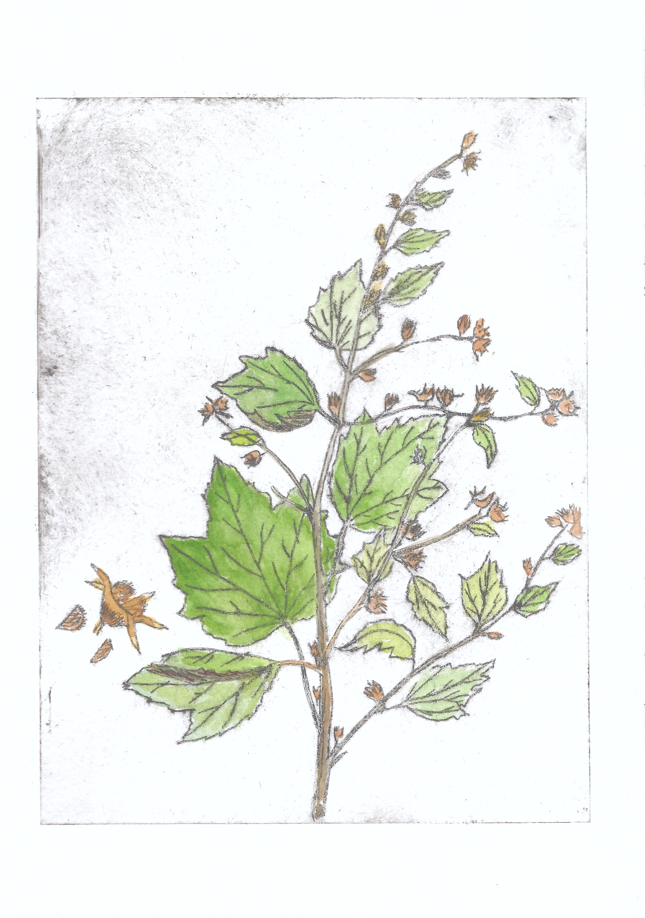 Dadangsen Machingat  (Urena lobata), 2026. Monoprint and drypoint etching with watercolor on Arches paper. 10"x7" 