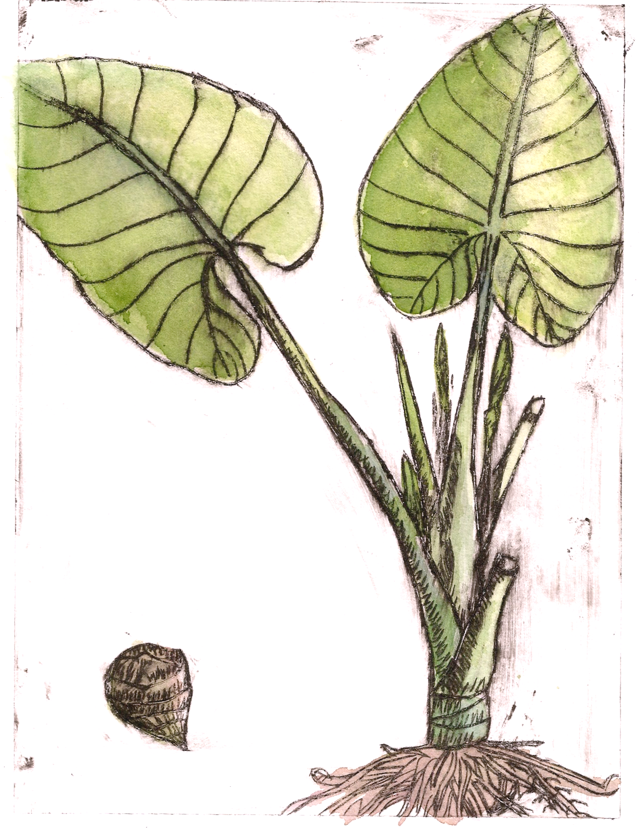 Piga' (Alocasia indica), 2026. Monoprint and drypoint etching with watercolor on Arches paper. 10"x7" 