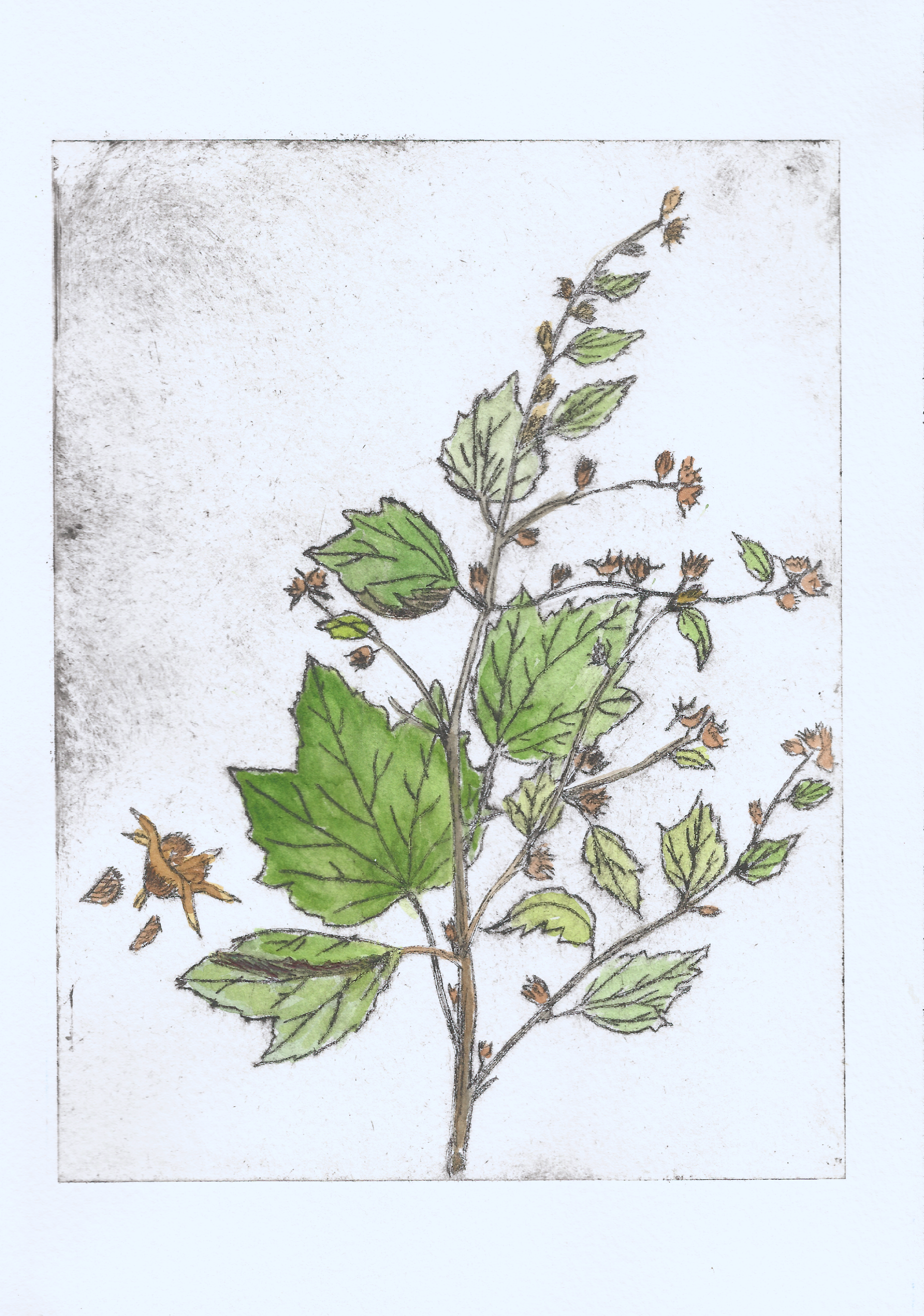 Dadangse Machena (Urena lobata), 2026. Monoprint and drypoint etching with watercolor on Arches paper. 10"x7" 