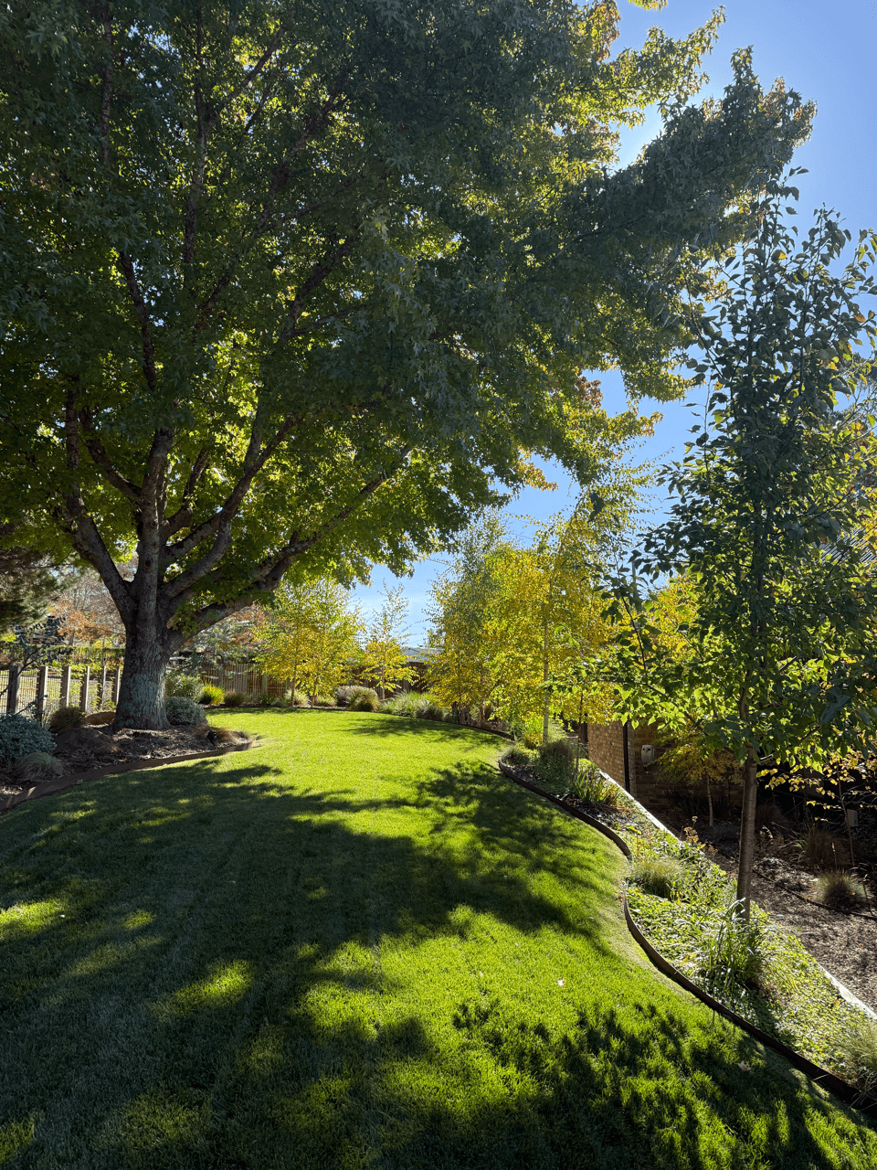 A backyard with green grass, trees, and a wooden fence, sunny weather, and clear blue sky.