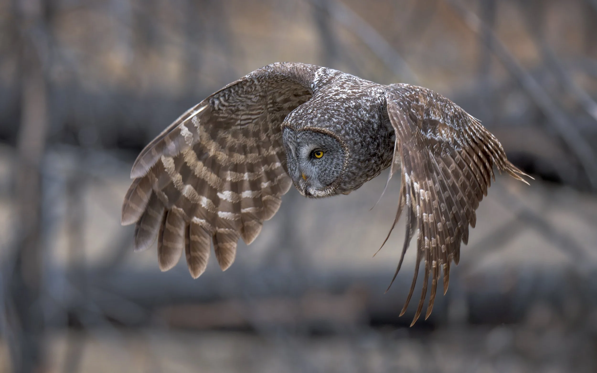 Great Gray Owl on the hunt, British Columbia Canada