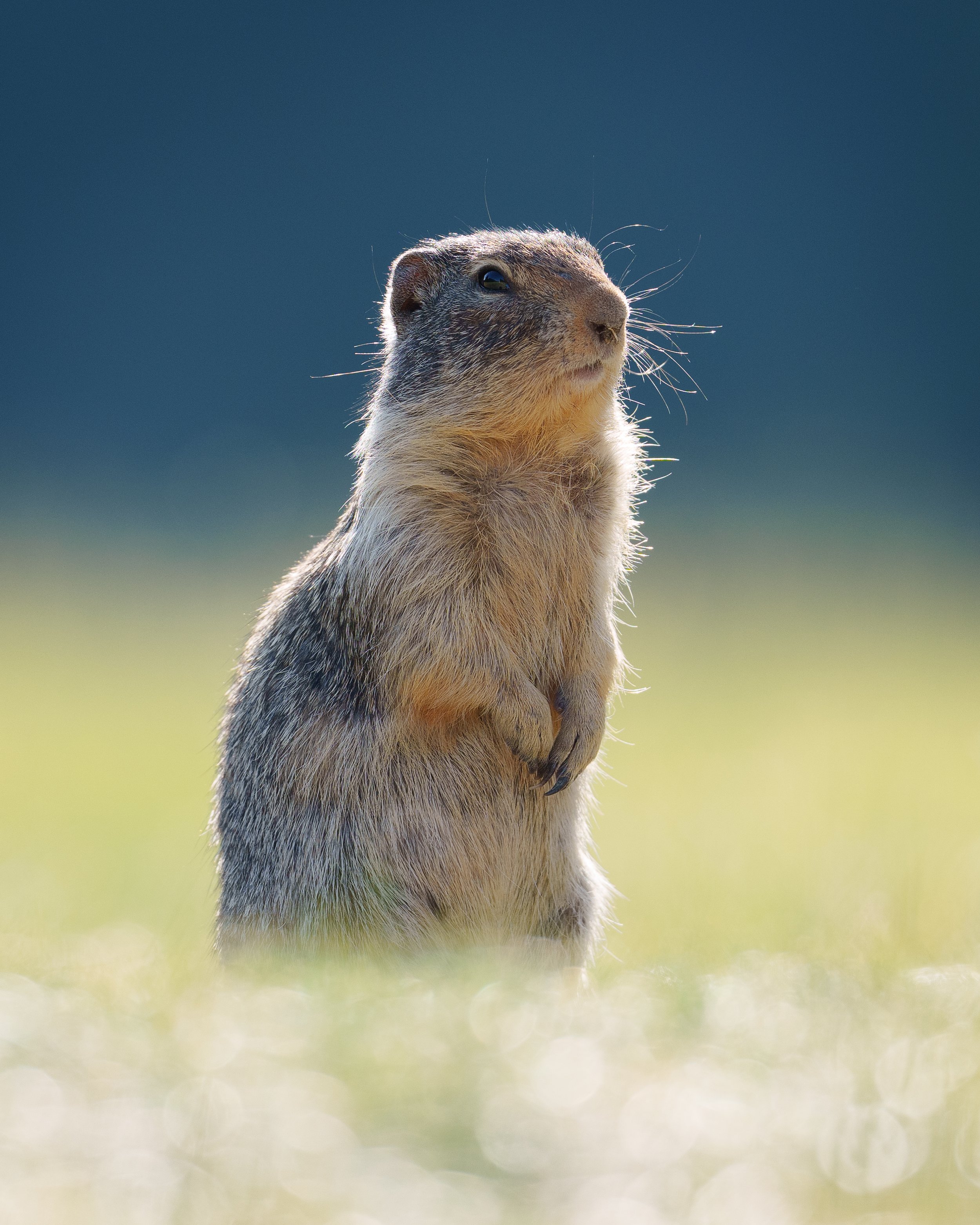 Ground Squirrel, Manning Provincial Park, British Columbia Canada